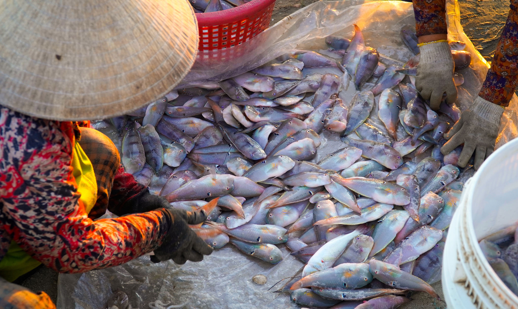 Fresh catches are quickly sorted for market distribution.
