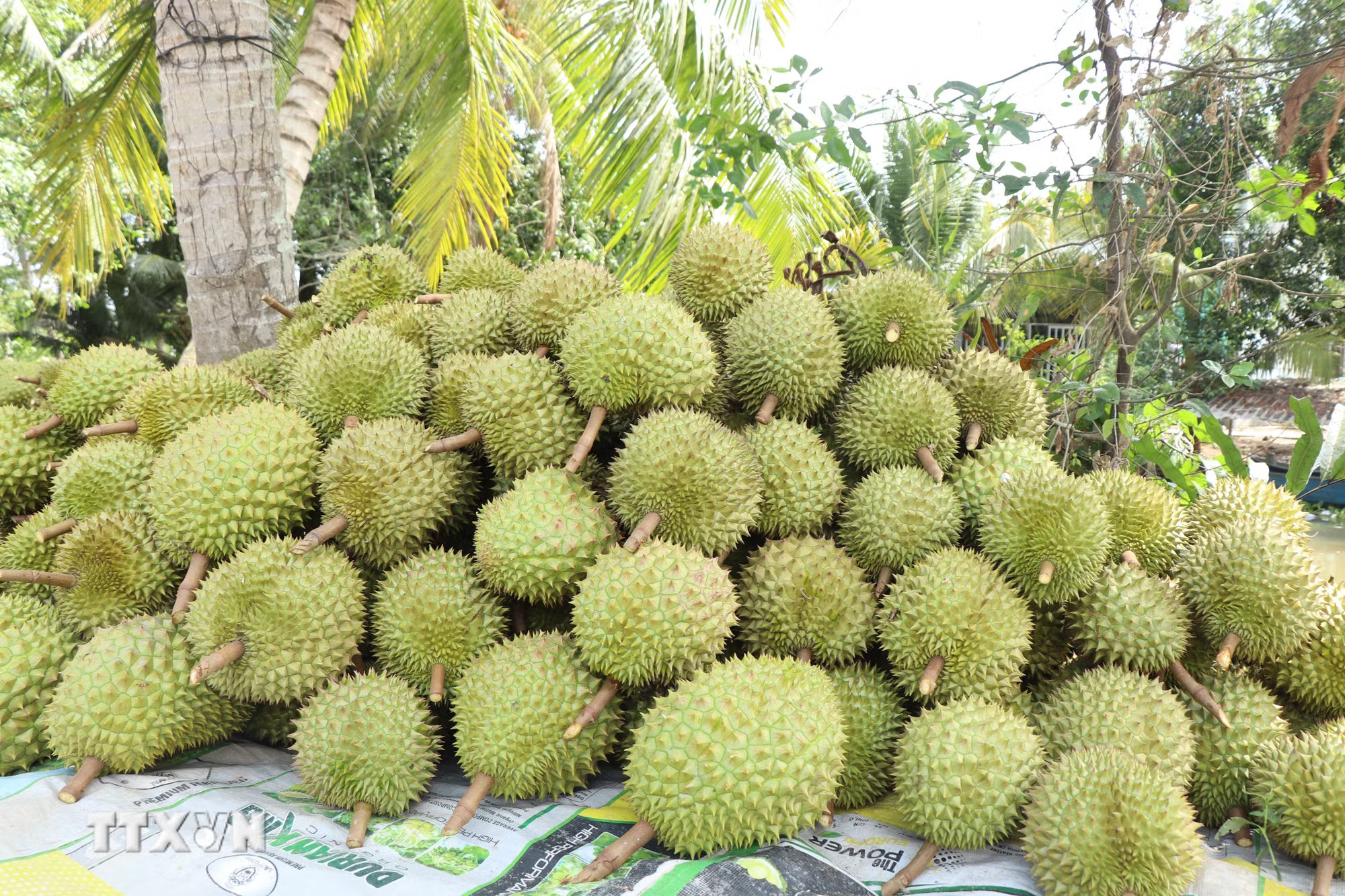 ttxvn-vna-potal-can-tho-no-luc-go-kho-cho-nganh-hang-sau-rieng-truoc-ap-luc-gia-giam-8754819.jpg