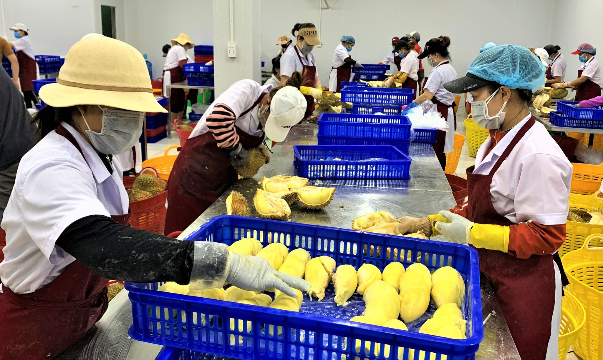 Một doanh nghiệp thu mua, chế biến cấp đông sầu riêng trên địa bàn huyện Krông Pắc, tỉnh Đắk Lắk.