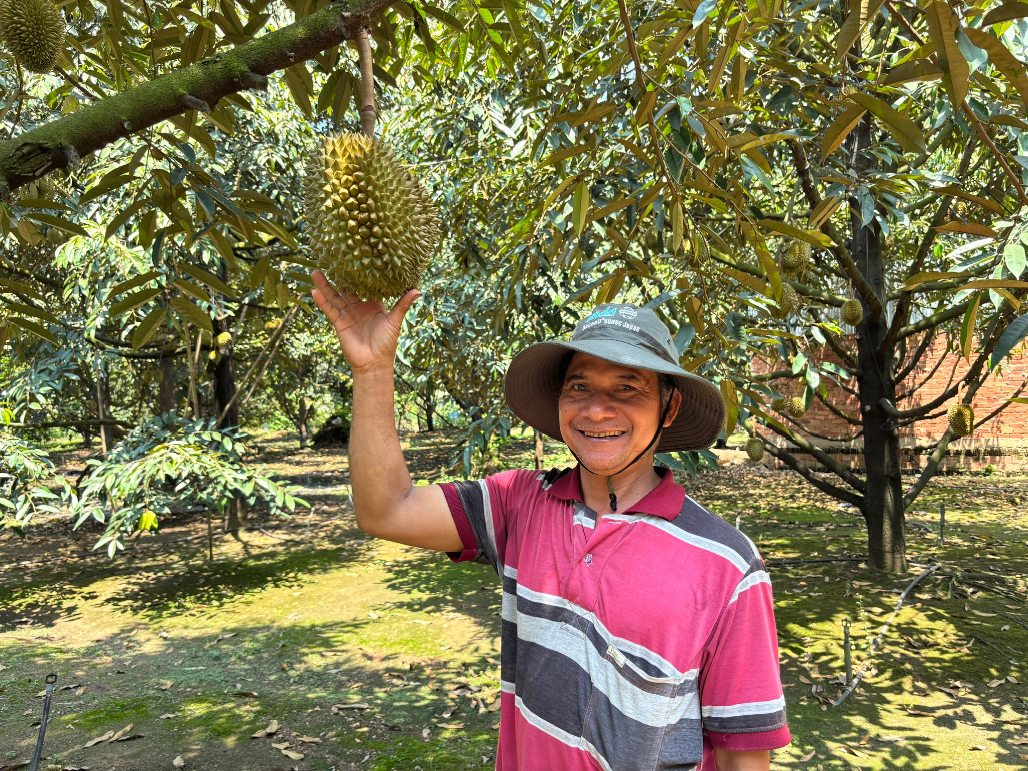 Ông K'Thu thoát nghèo từ cây sầu riêng