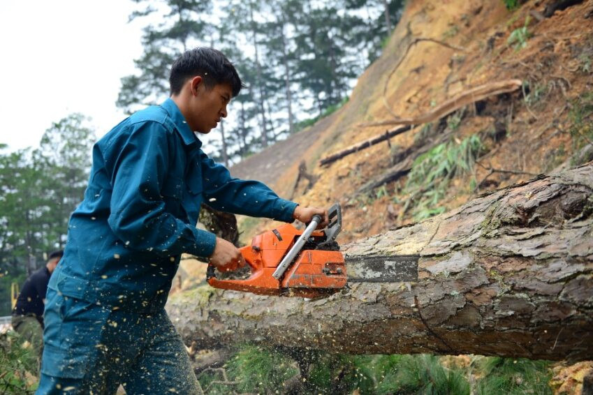 Thông ngã đổ ra đường, lực lượng chức năng khẩn trương cưa cây, dọn dẹp hiện trường