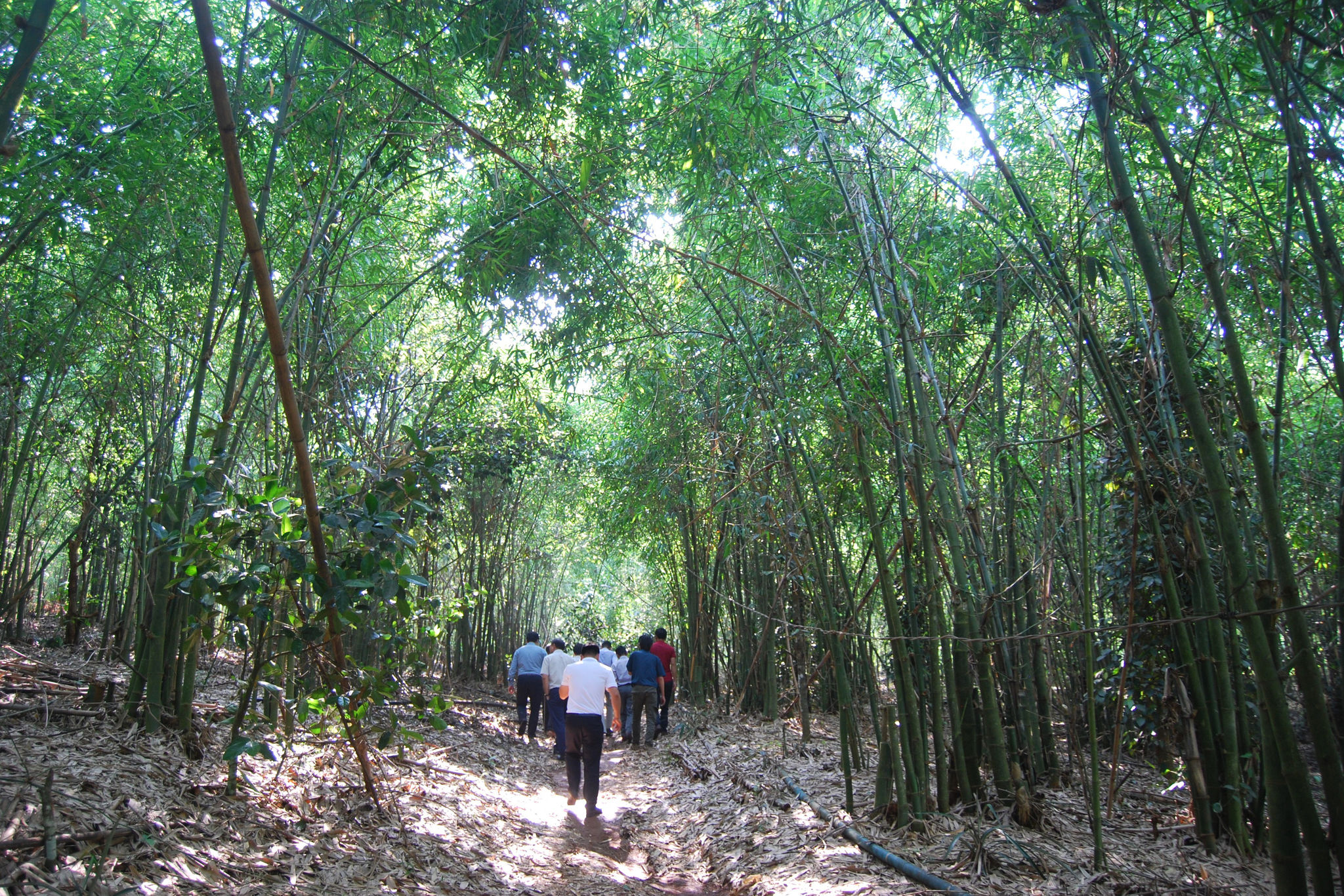 rung-tre-trong-gan-10-nam-phu-xanh-nen-dat-lam-nghiep-tai-bon-b-nor-xa-ta-dung.jpg