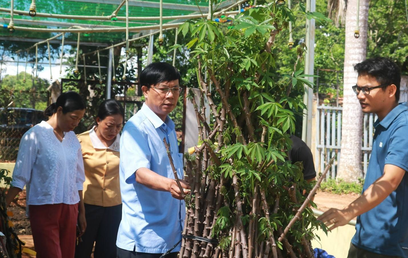 Đoàn công tác xã Tân Lập khảo sát giống mì mới 
