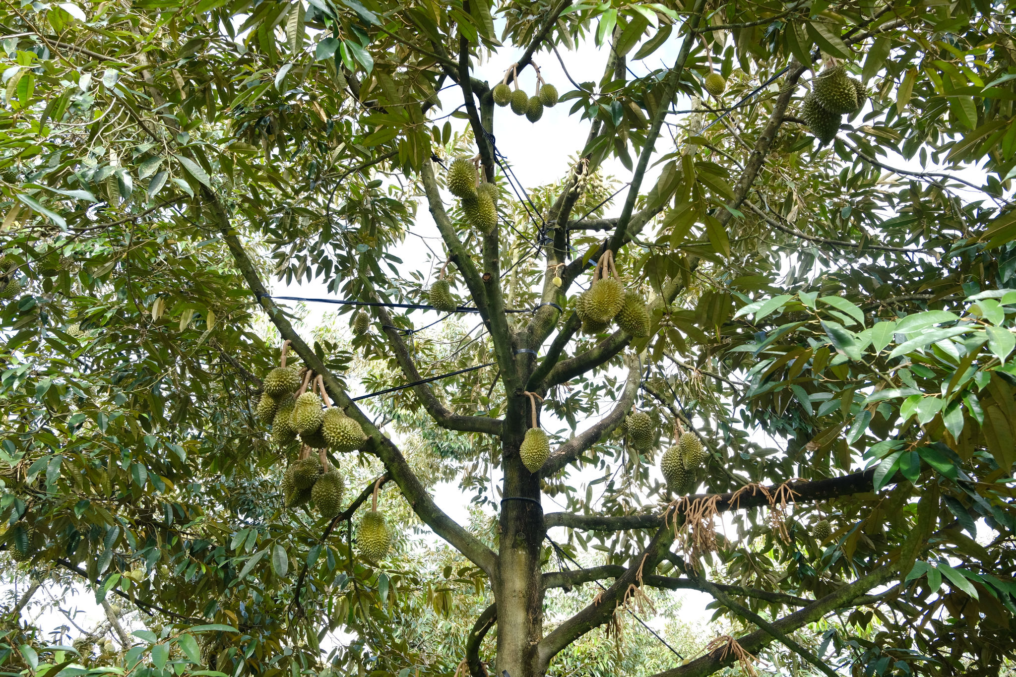 dscf4273.jpg