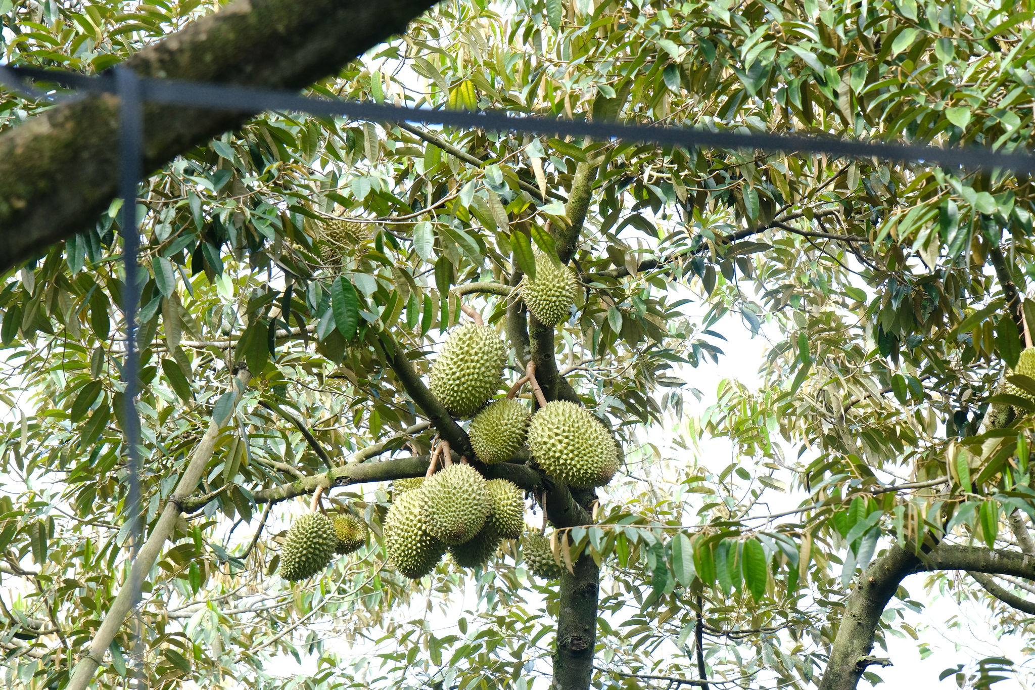 dscf4276.jpg