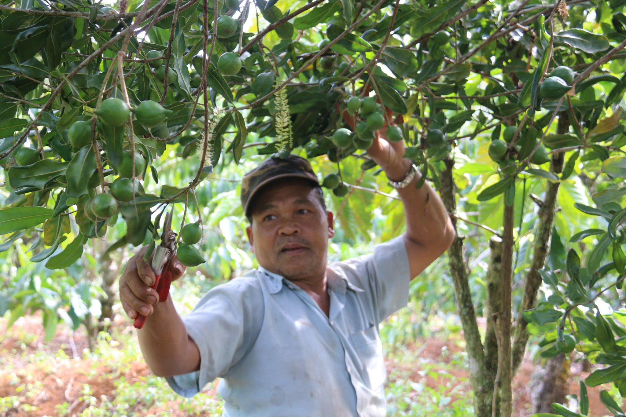 Người dân chăm sóc mắc ca