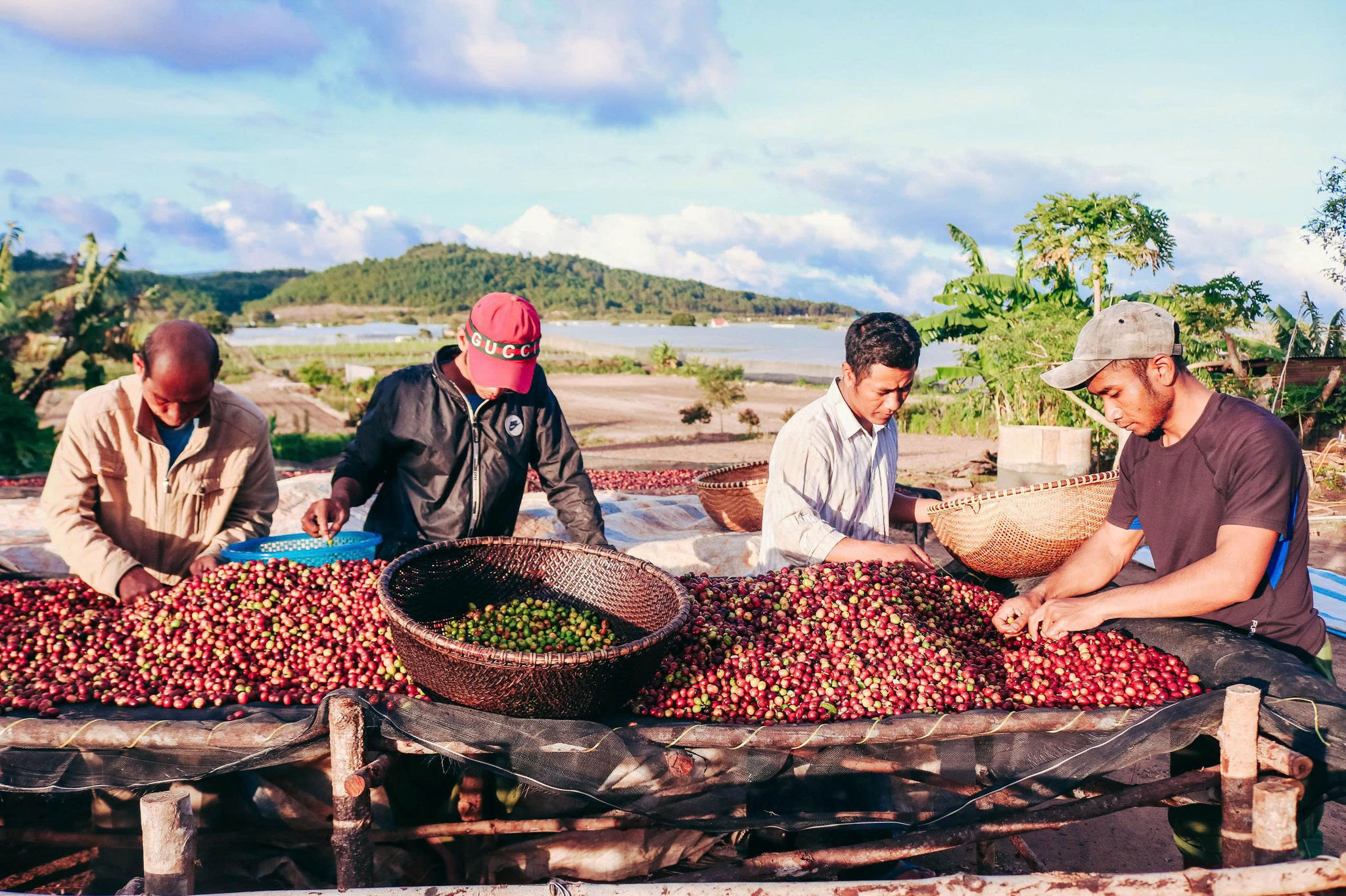 Người K'ho trồng cà phê chất lượng cao ở Lâm Đồng