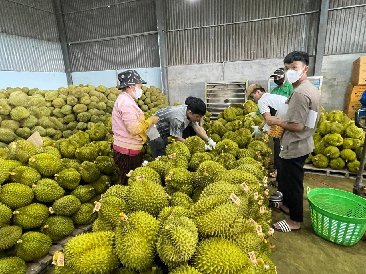sầu riêng7