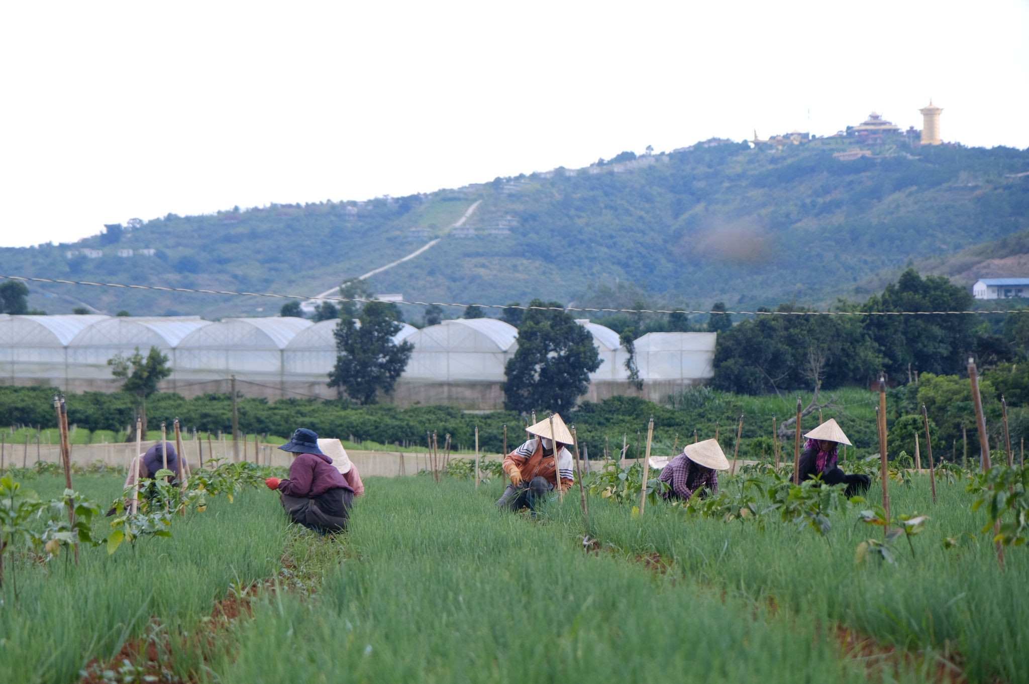 cong-nghe-tuoi-tieu-duoc-ung-dung-trong-san-xuat-rau-mau-o-don-duong.jpg