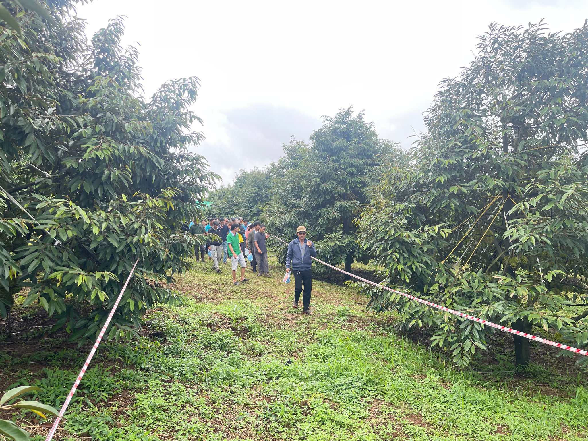 A durian orchard in Quang Tin Commune follows organic farming practices, helping improve product quality and meet export requirements