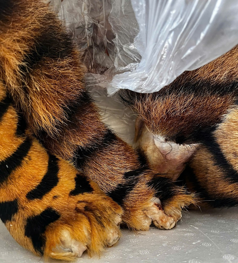Các bộ phận động vật hoang dã được phát hiện tại nơi ở của đối tượng.