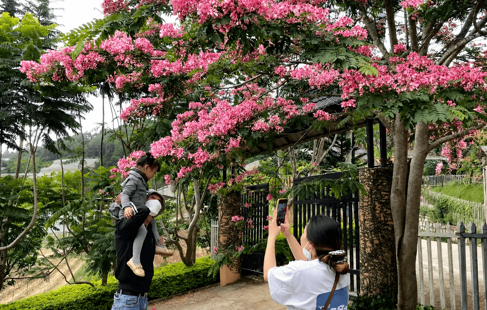 muồng anh đào hoa nở