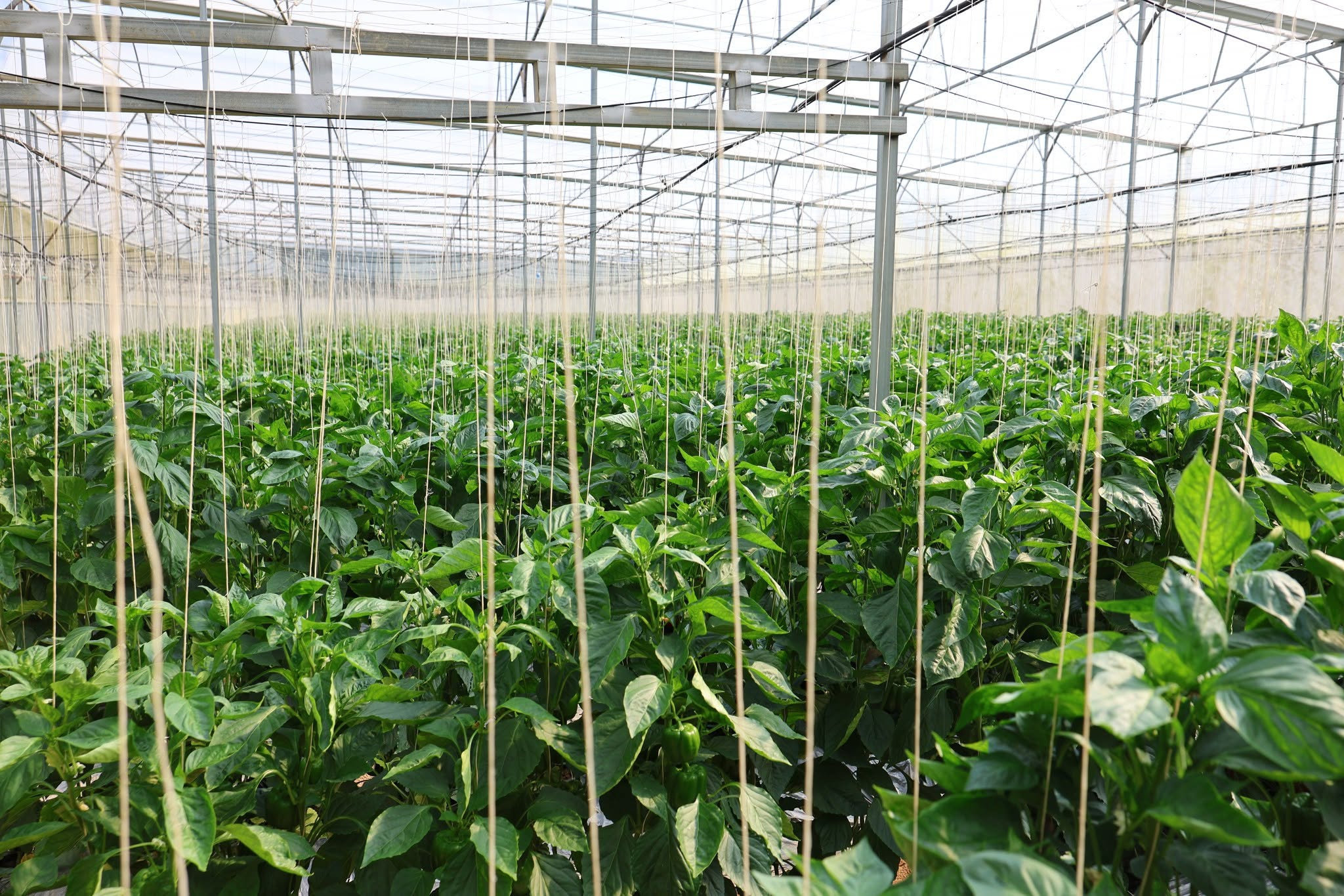 High-tech farming models are becoming increasingly common in Dam Rong 1, delivering strong economic returns for local residents