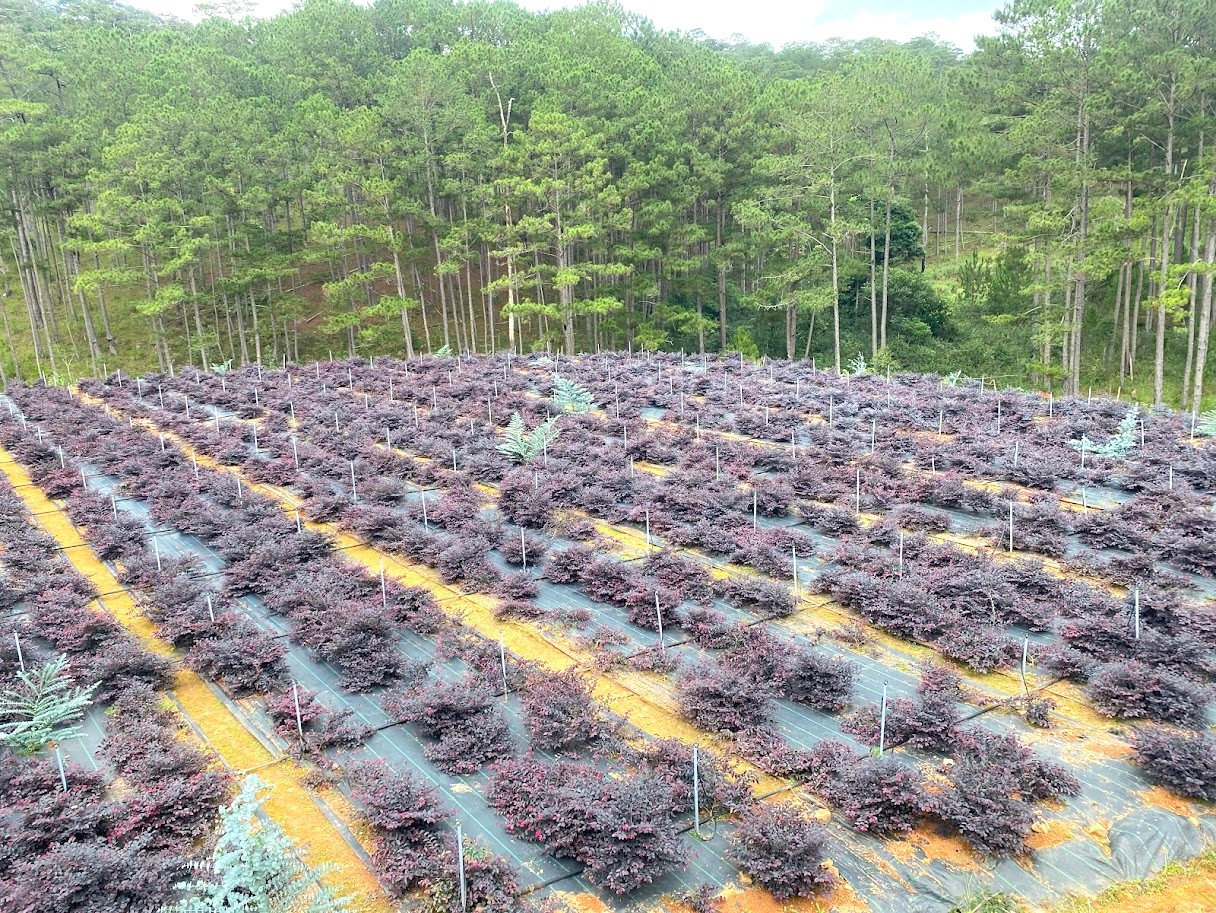 Các giống hoa, lá nhập khẩu đang phát triển phù hợp với thổ nhưỡng trên độ cao 1.500m so với mặt biển (2)