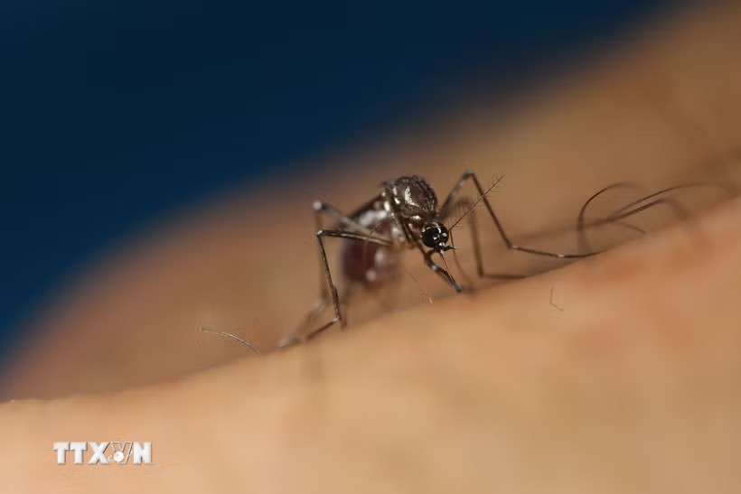 Muỗi Aedes aegypti. (Ảnh: THX/TTXVN)