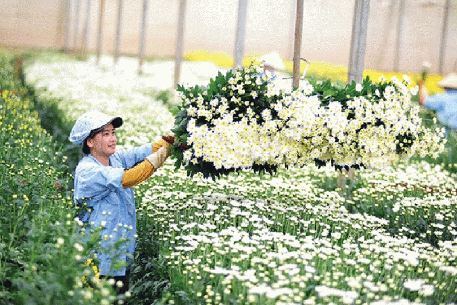 Sản xuất nông nghiệp công nghệ cao ở Đà Lạt