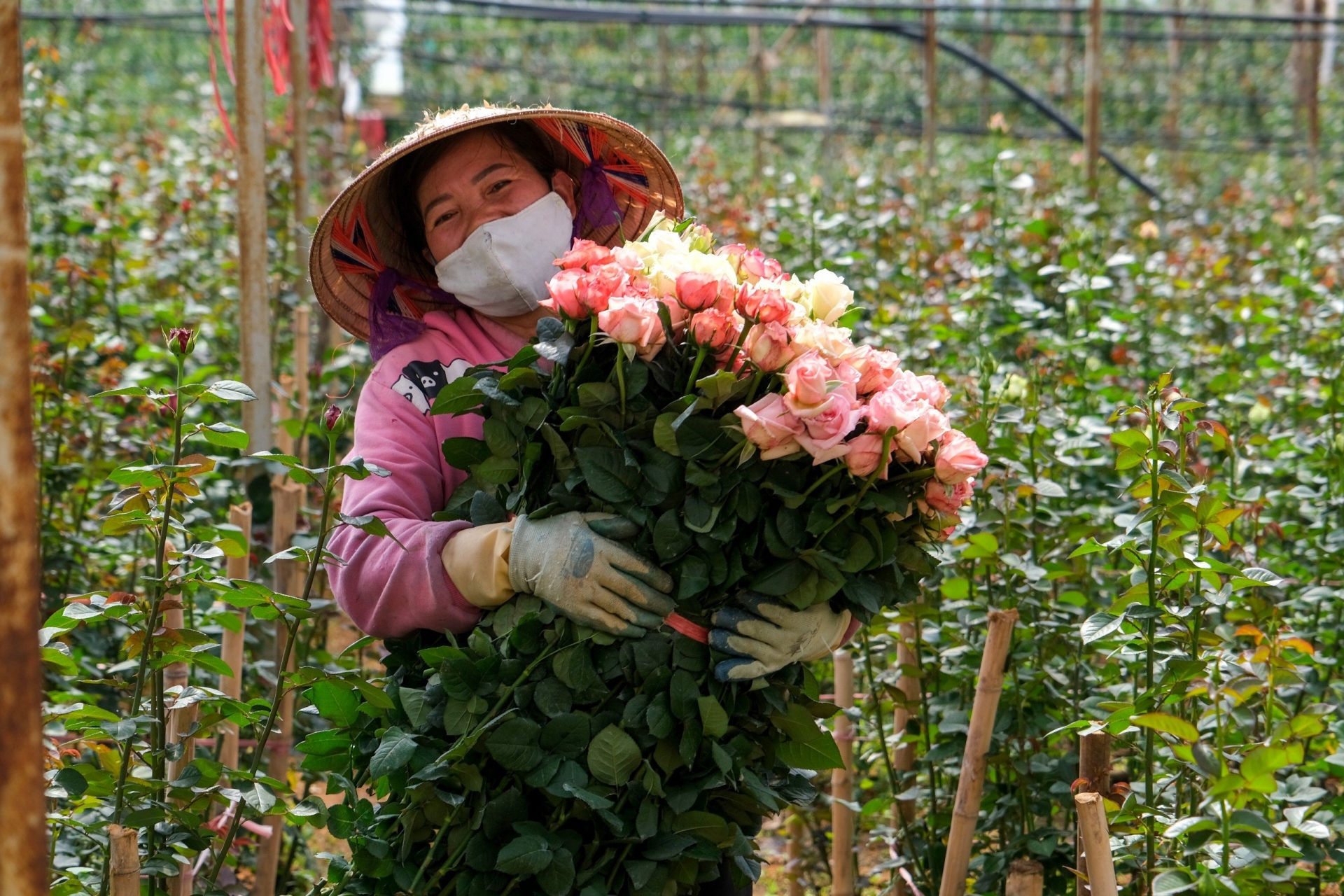 Với khí hậu mát mẻ, thích hợp nên các ấp trồng rau, hoa tại Đà Lạt hình thành rất sớm