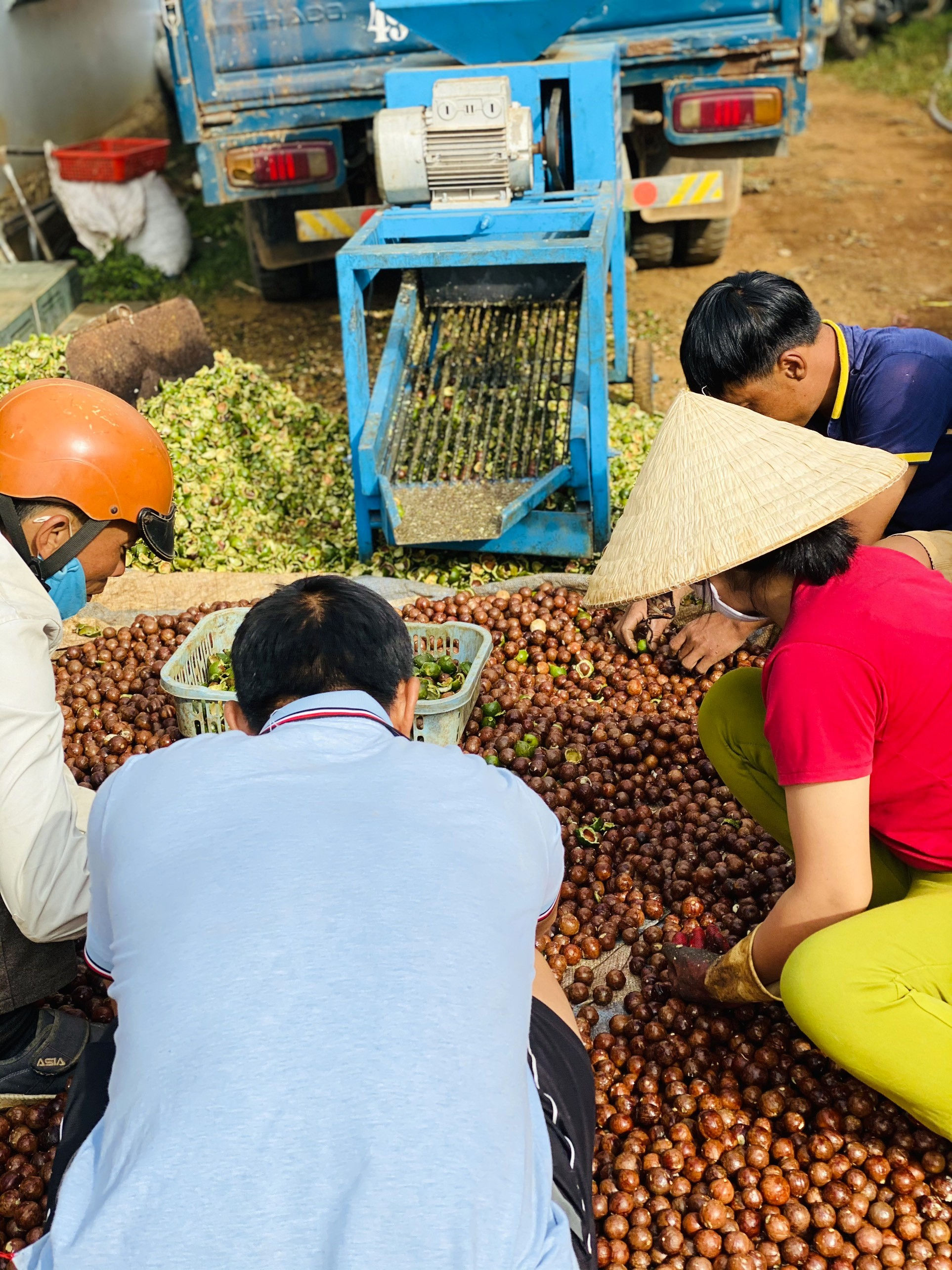 Tách vỏ mắc ca tươi trước khi đưa vào dây chuyền chế biến các dòng sản phẩm xuât khẩu
