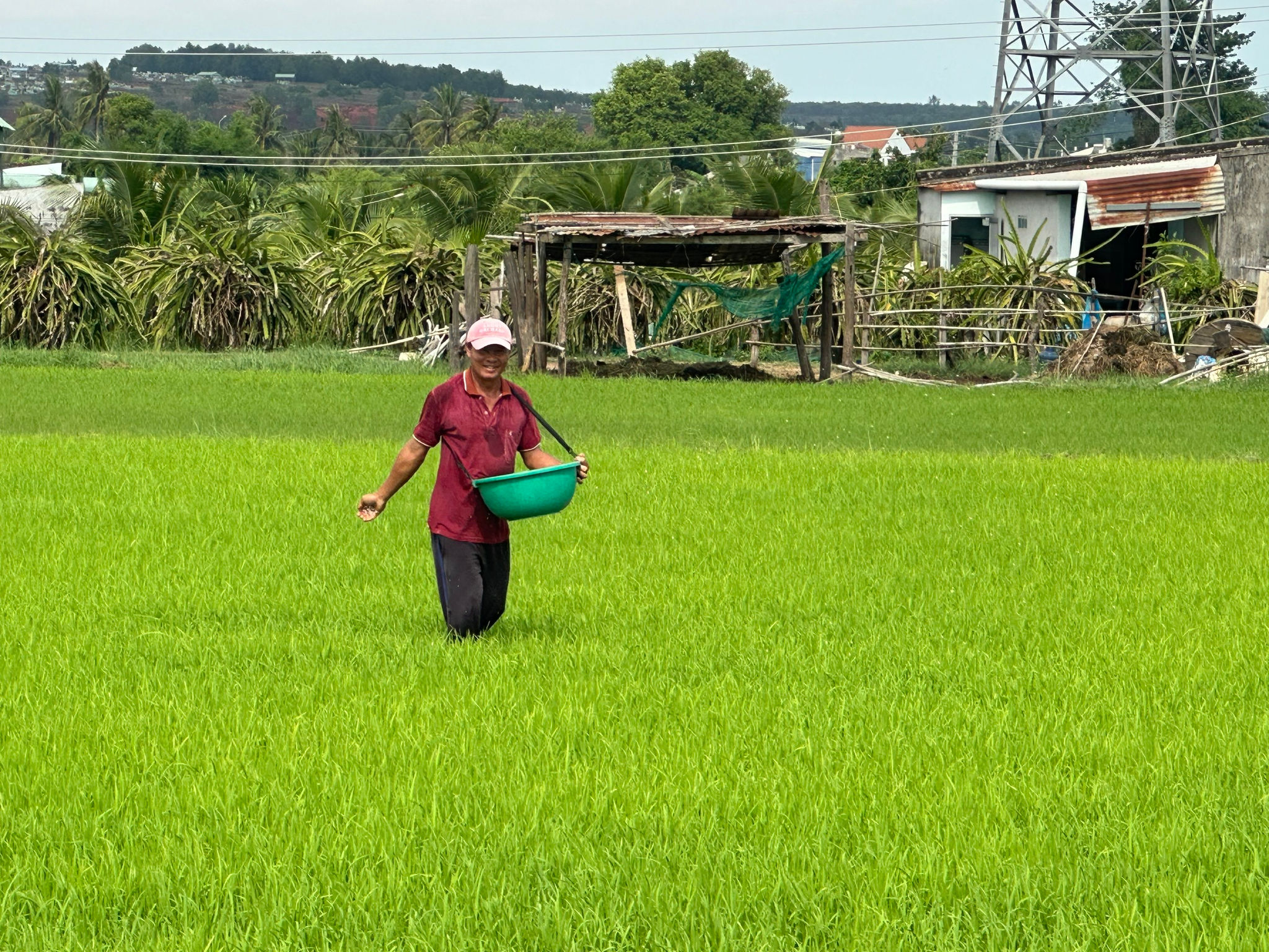 Les agriculteurs de Ham Thang s'occupent de leur récolte de riz d'été-automne.