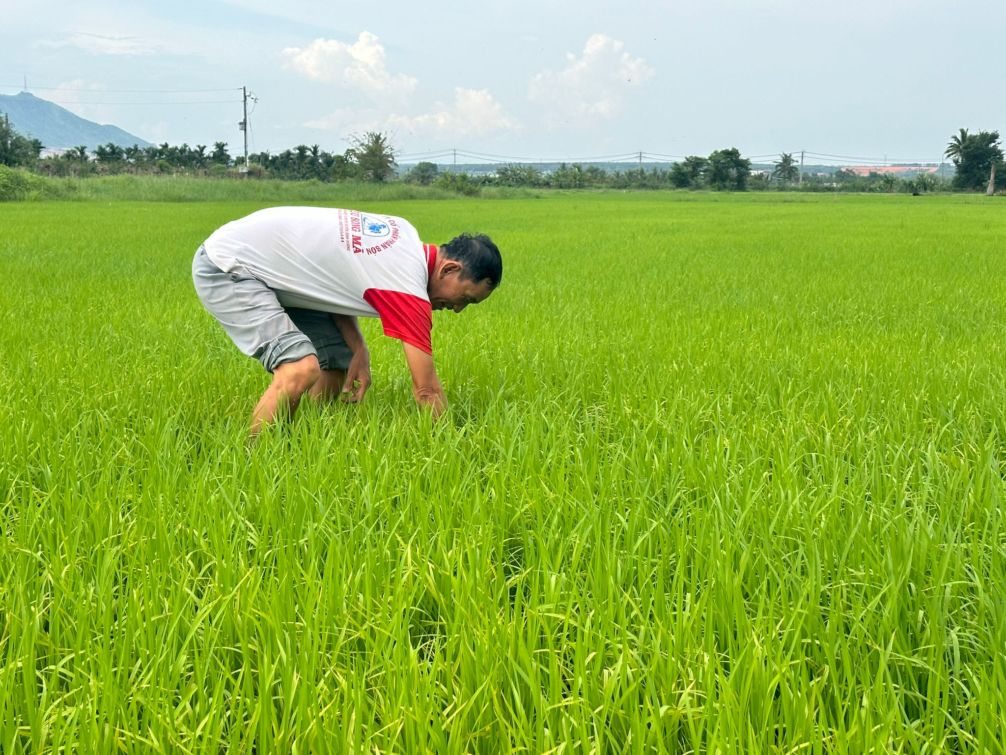 M. Duong Tien Hoa s'occupe de sa rizière ST25 pendant la saison des cultures d'été-automne.