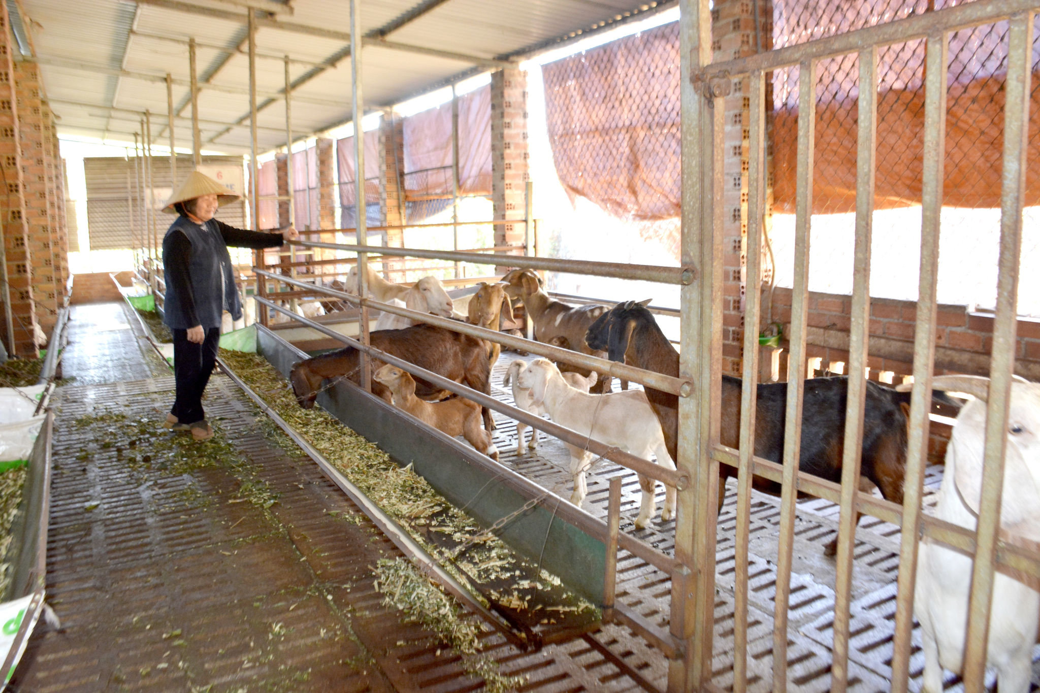 Large-scale livestock farming in Dak Sak Commune has remained stable
