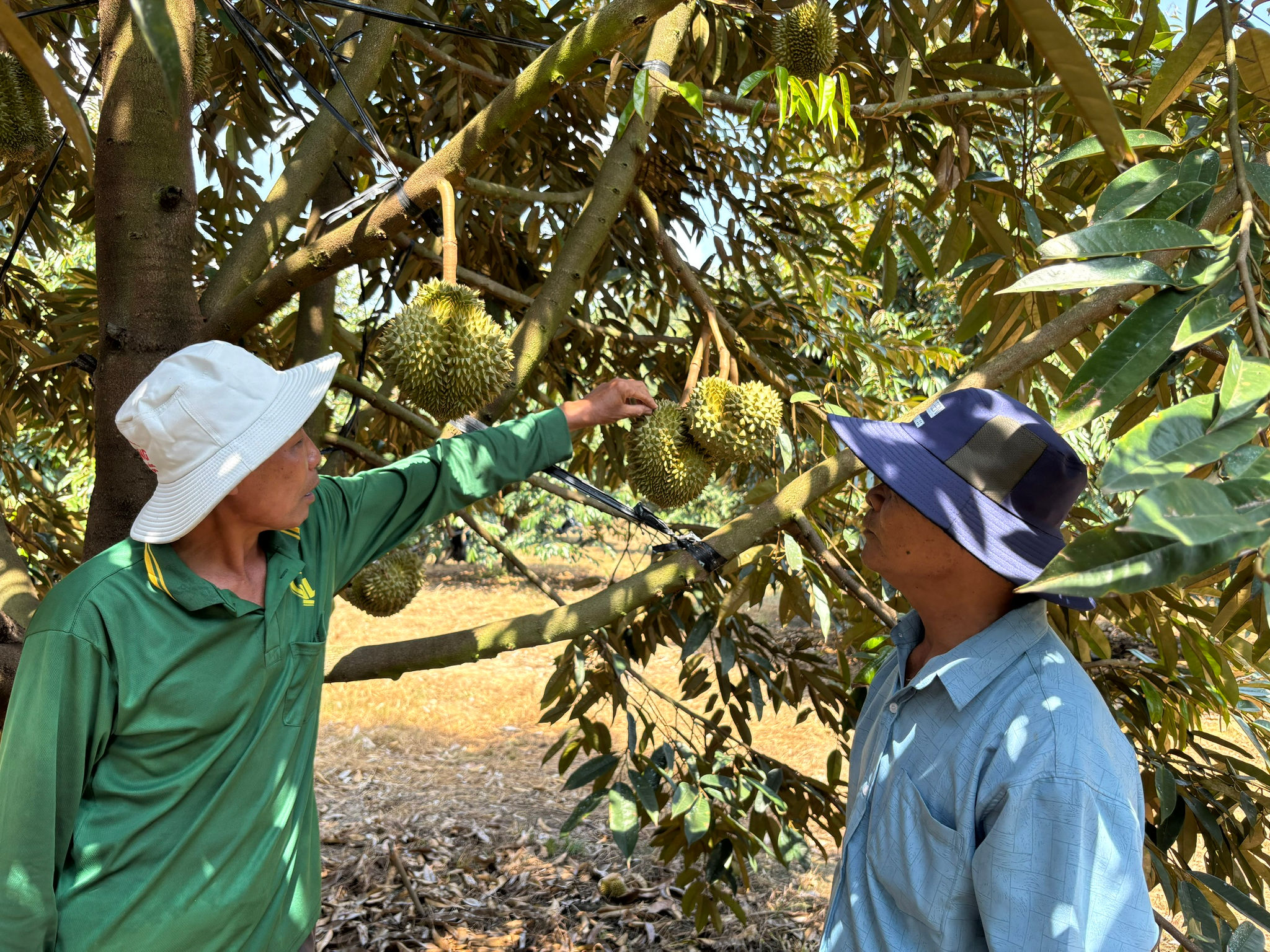 El durian ayuda a los habitantes de la aldea 19 a prosperar.