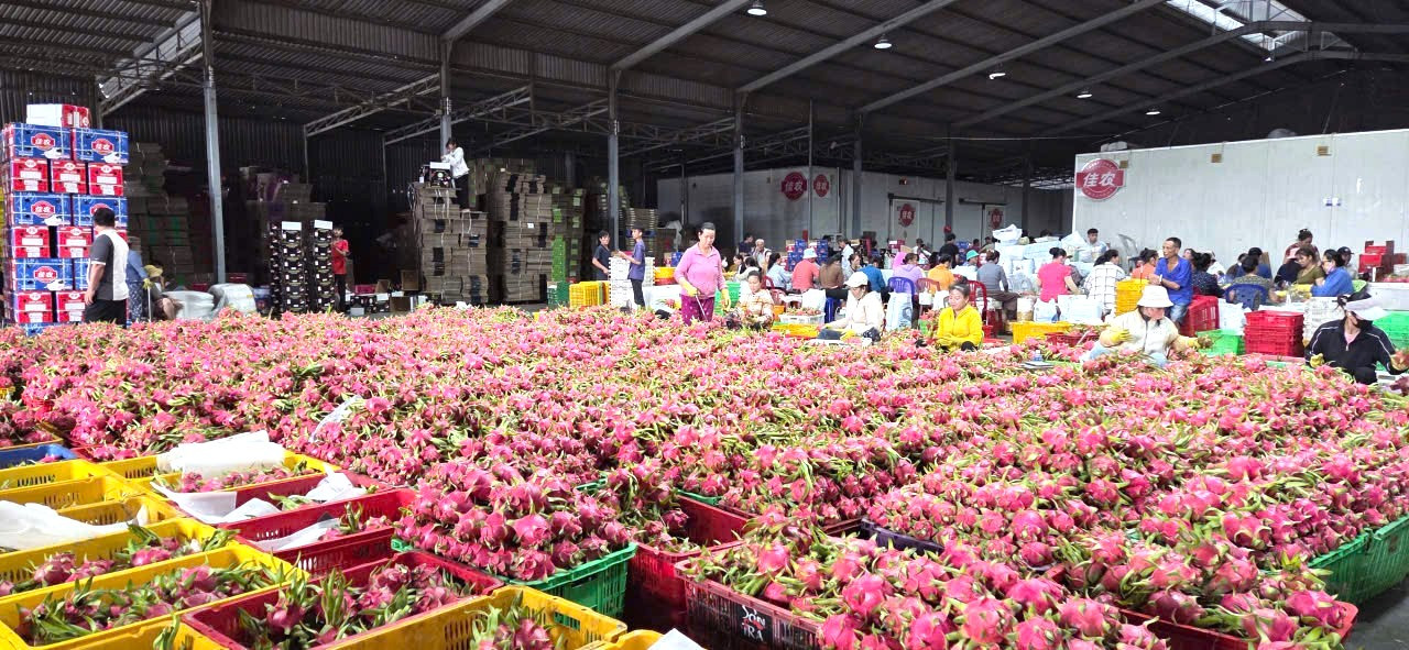 Càn những giải pháp đồng bộ về chất lượng sản phẩm thanh long để mở rộng thị trường