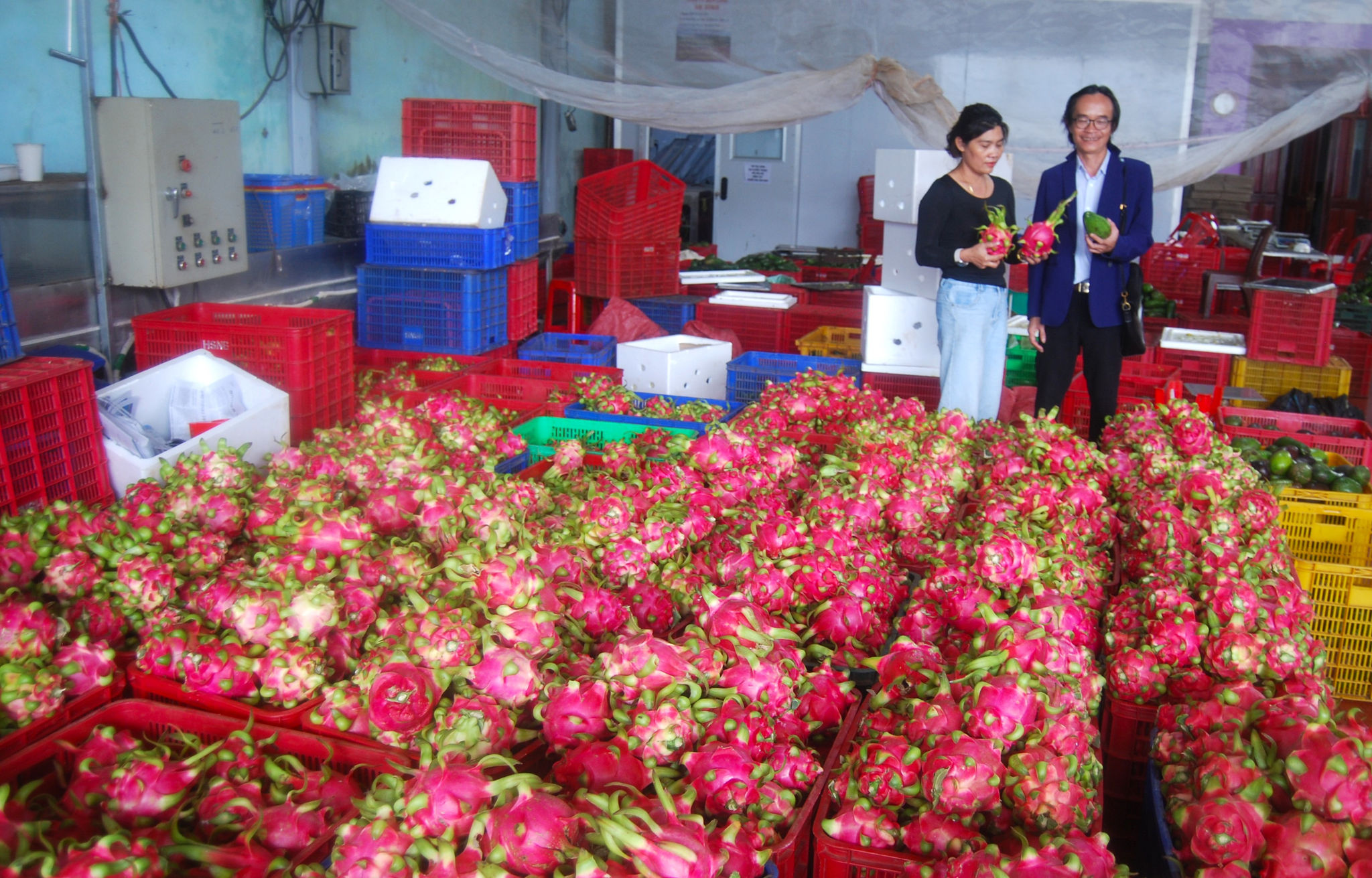 Thanh long Lâm Đồng đang mở rộng thị phần xuất khẩu từ châu Á sang châu Âu