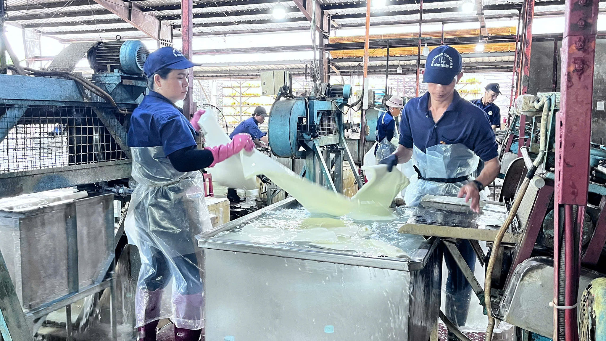 Công nhân chế biến mủ cao su xuất khẩu