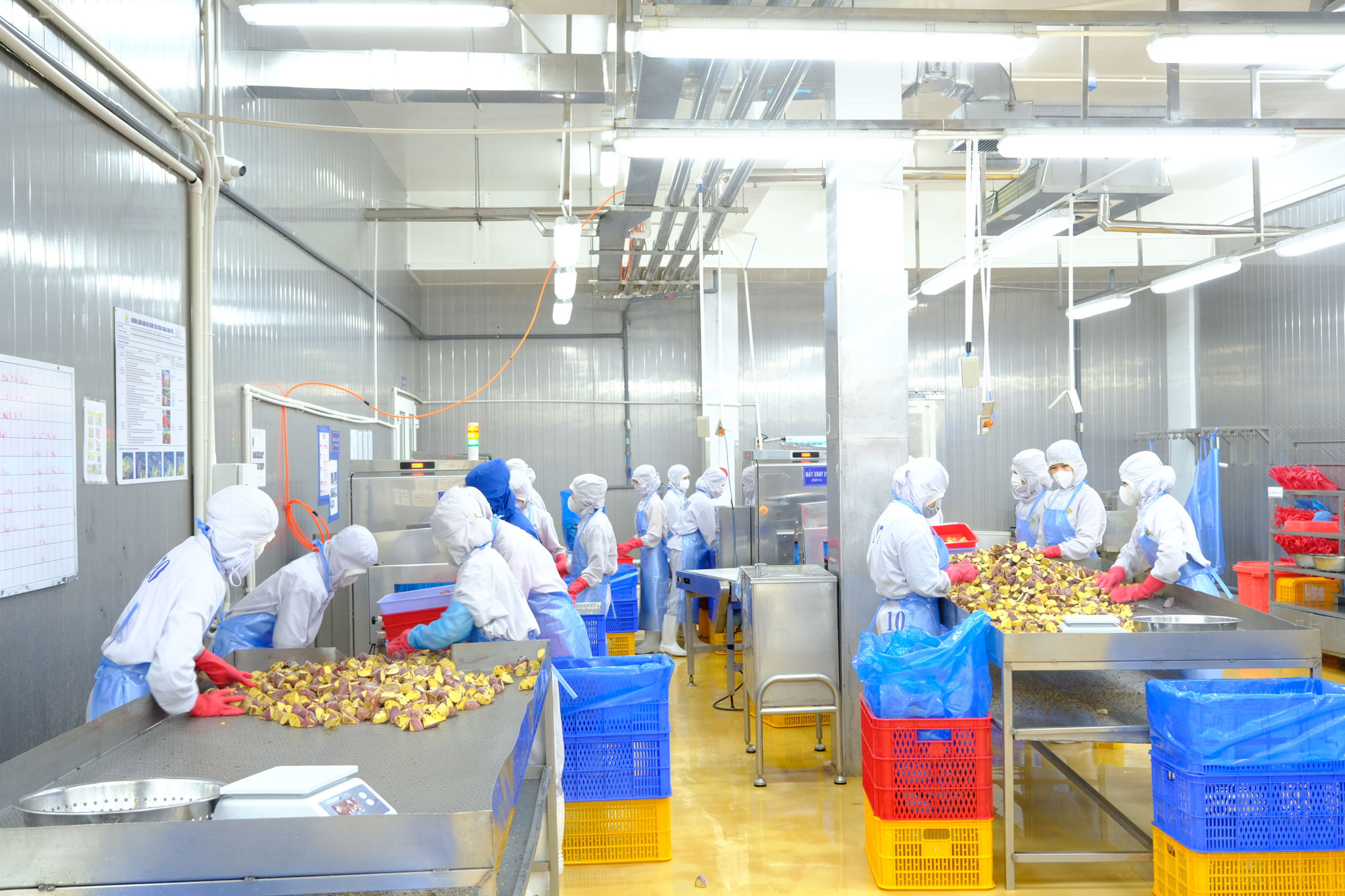 Sản xuất chế biến khoai lang xuất khẩu sang Nhật Bản 