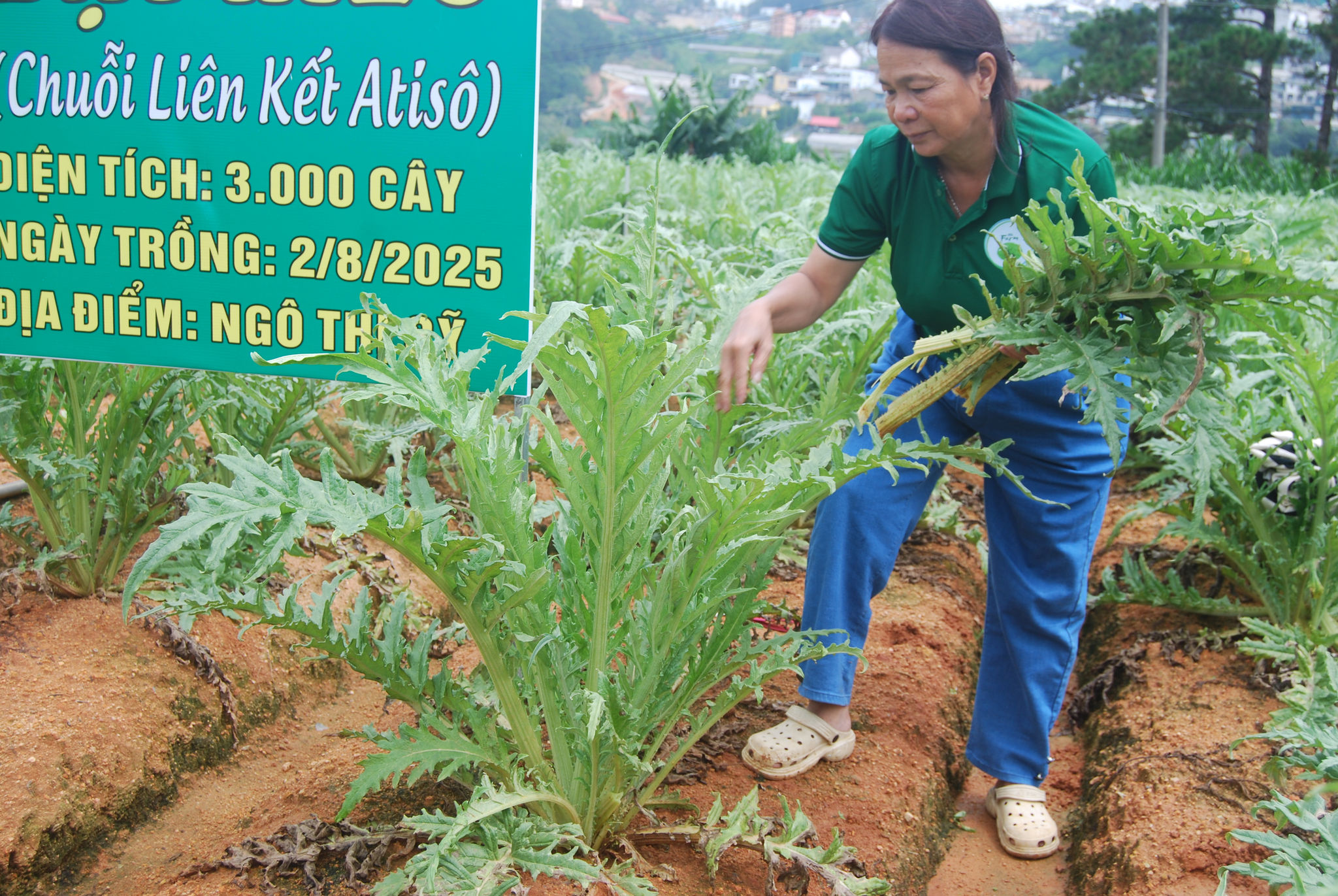 Sản xuat atiso theo chuỗi liên kết ở phường Xuân Hương- Đà Lạt