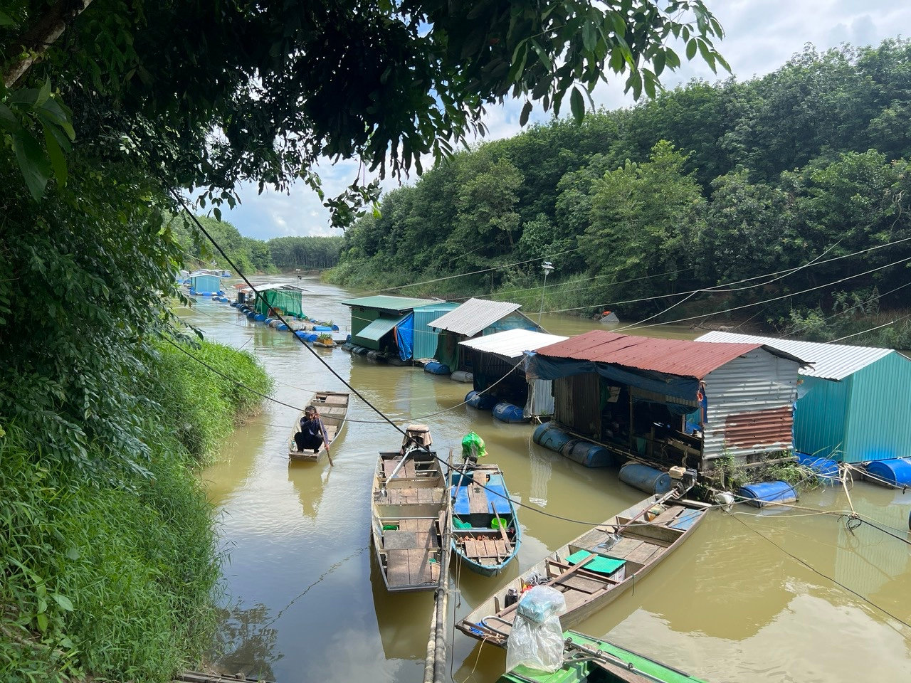 lồng bè nuôi cá chình ở Tánh Linhh
