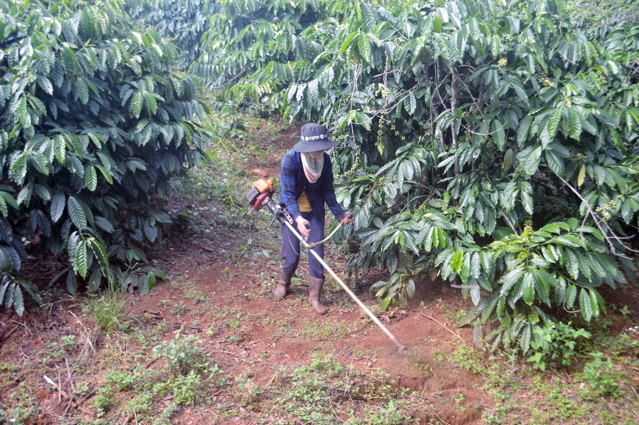 cà phê hữu cơ