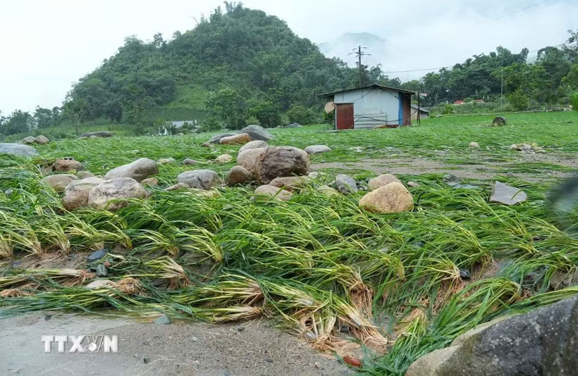 (Ảnh minh họa: Quý Trung/TTXVN)