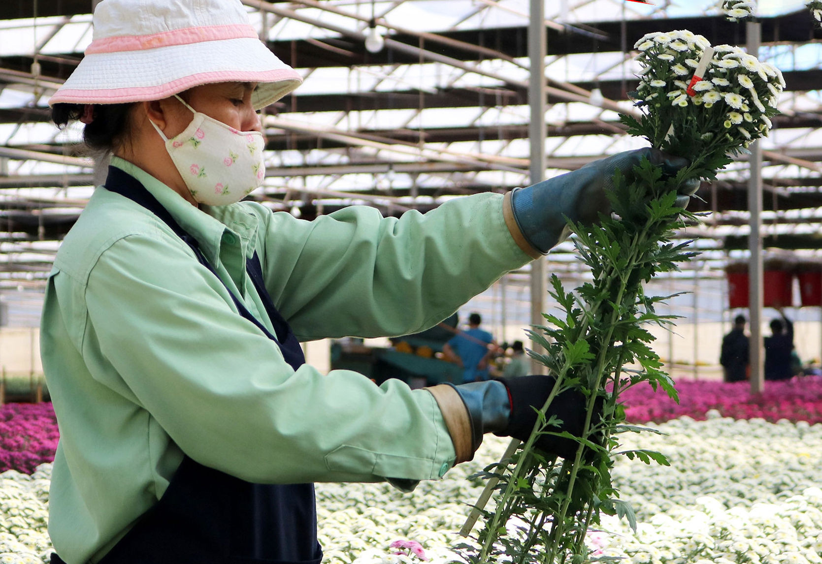 Fresh flowers are harvested for export at Dalat Hasfarm