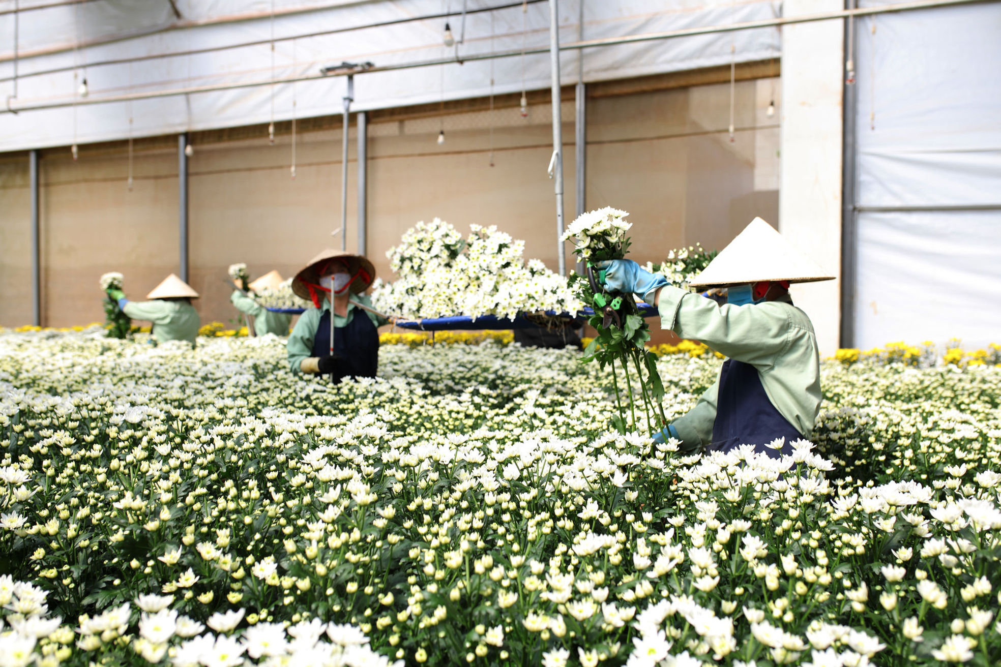 Dalat Hasfarm is becoming a leading player in the Asia-Pacific flower market