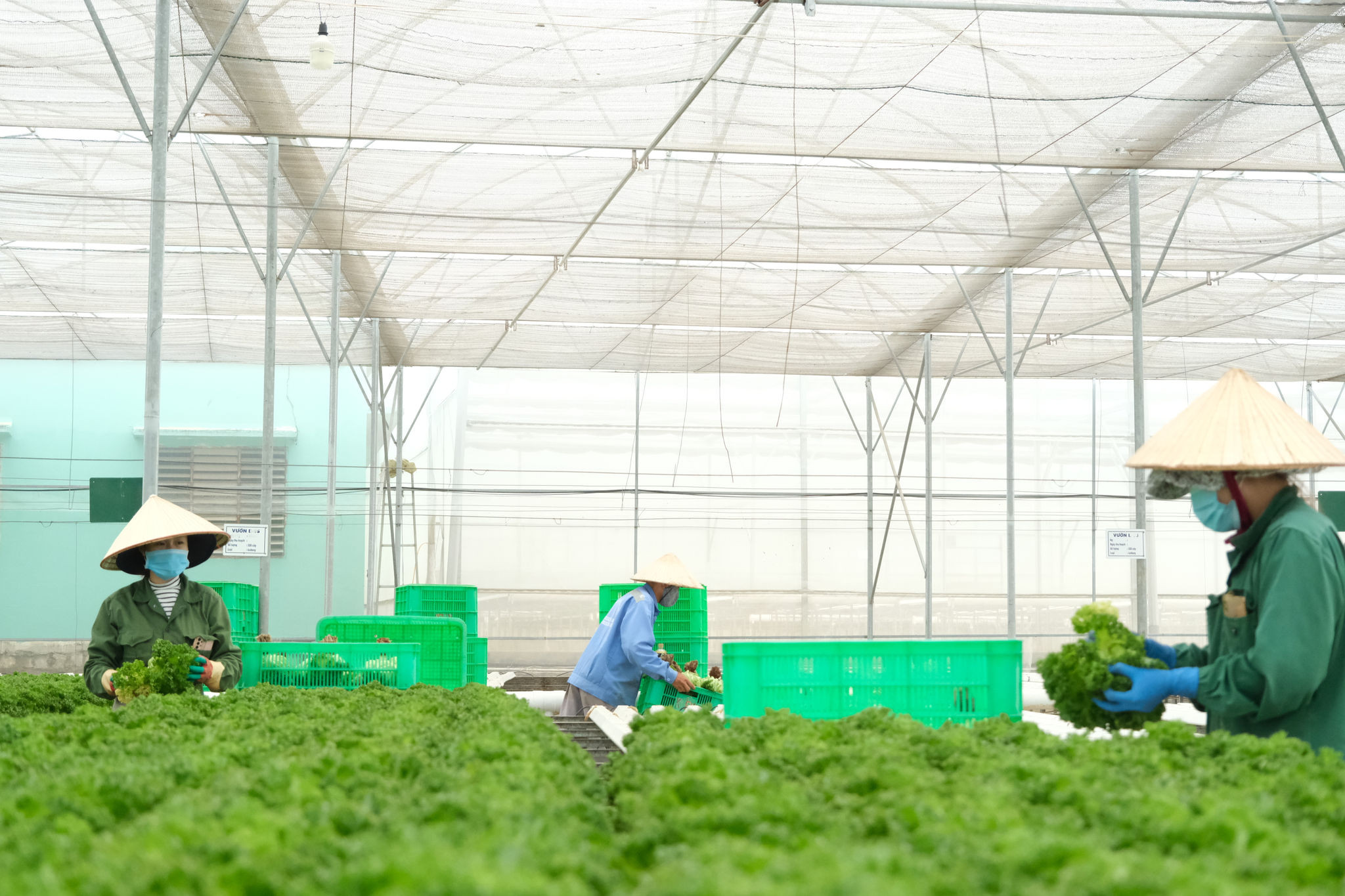 Foreign-invested enterprises are expanding high-tech agricultural production in Lam Dong