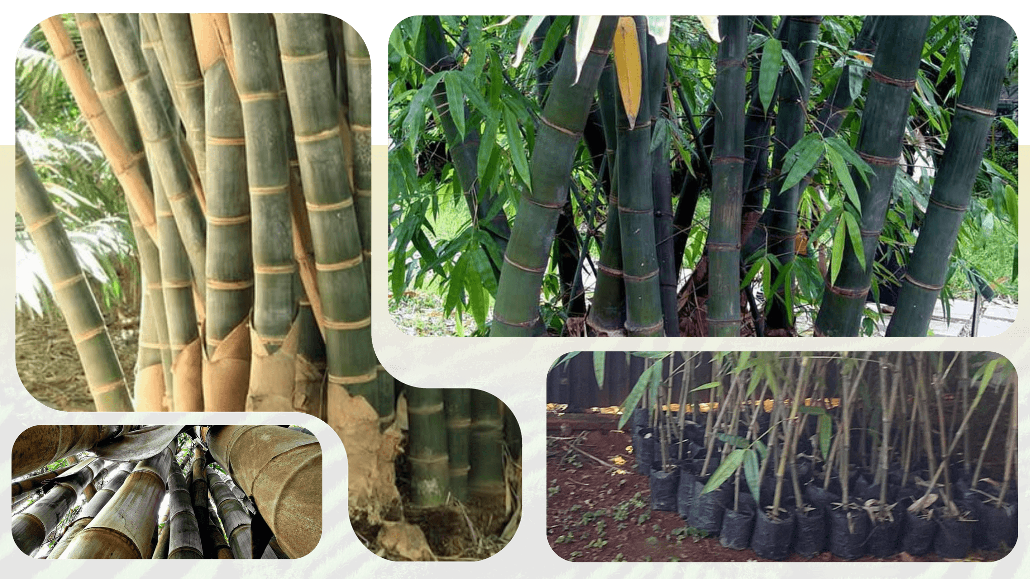 Green Black and Yellow Modern Agriculture Presentation