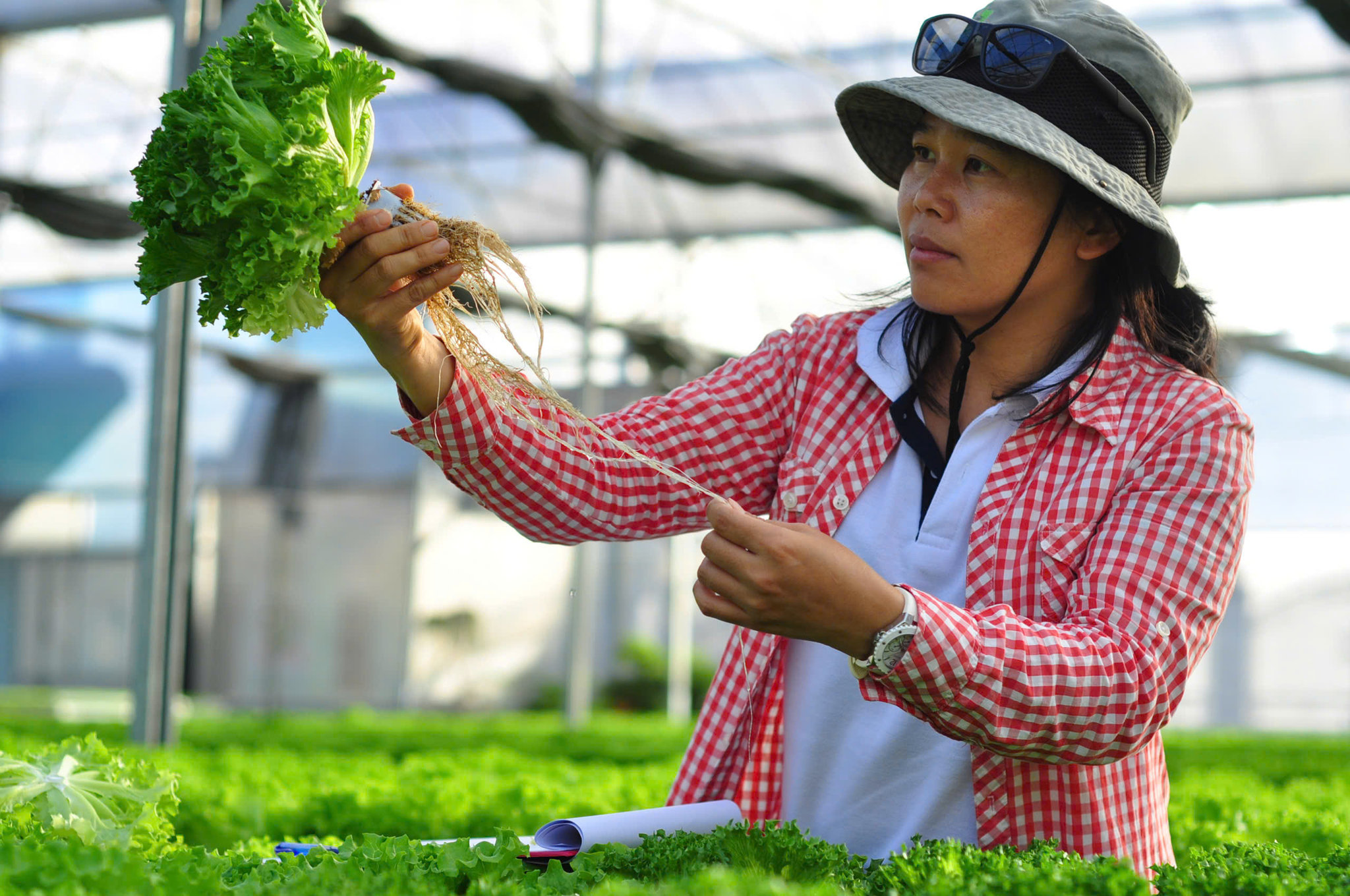 Công nhân kiểm tra rau thủy canh