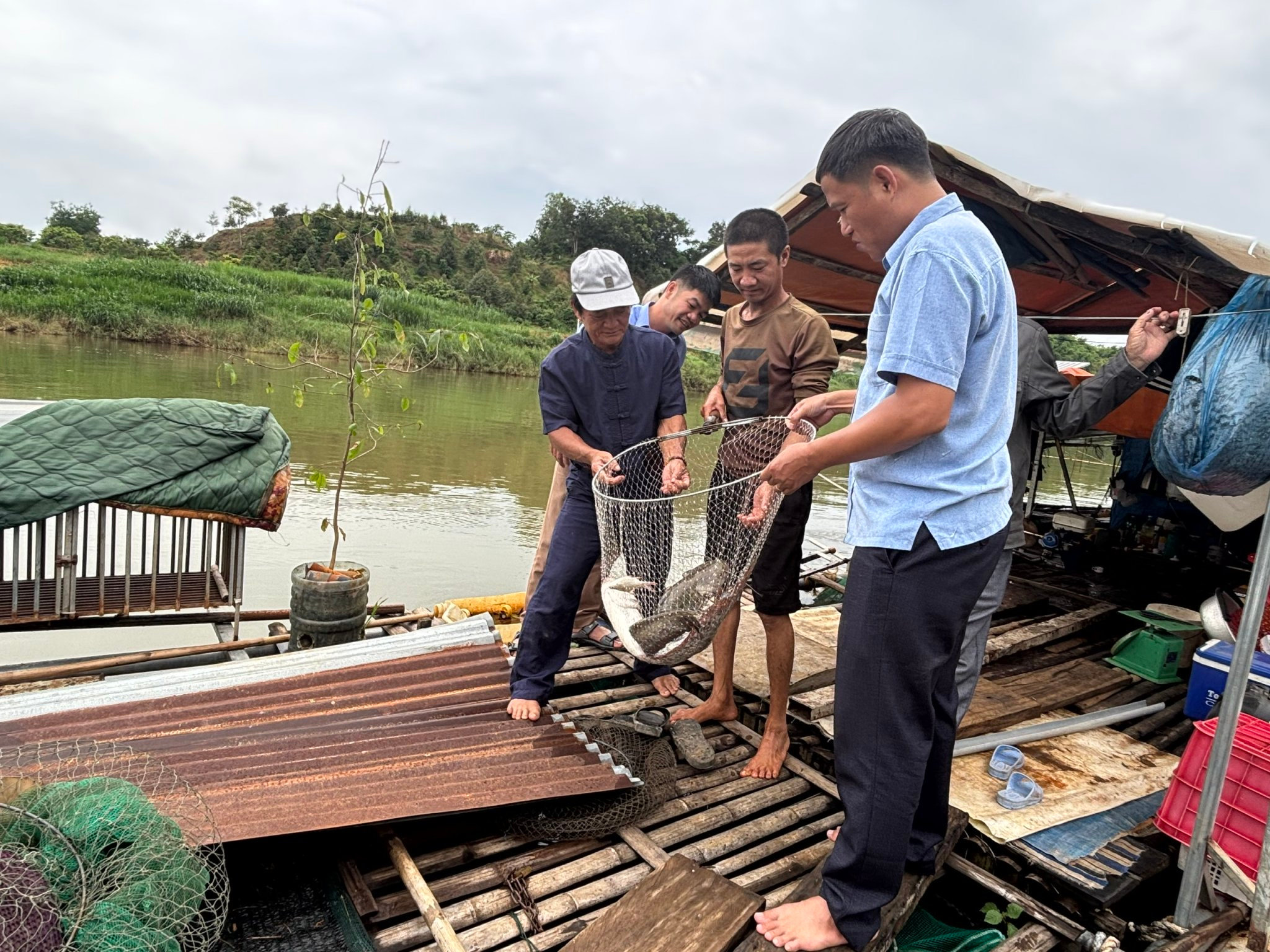 Thu hoạch cá lăng cung cấp cho khách hàng