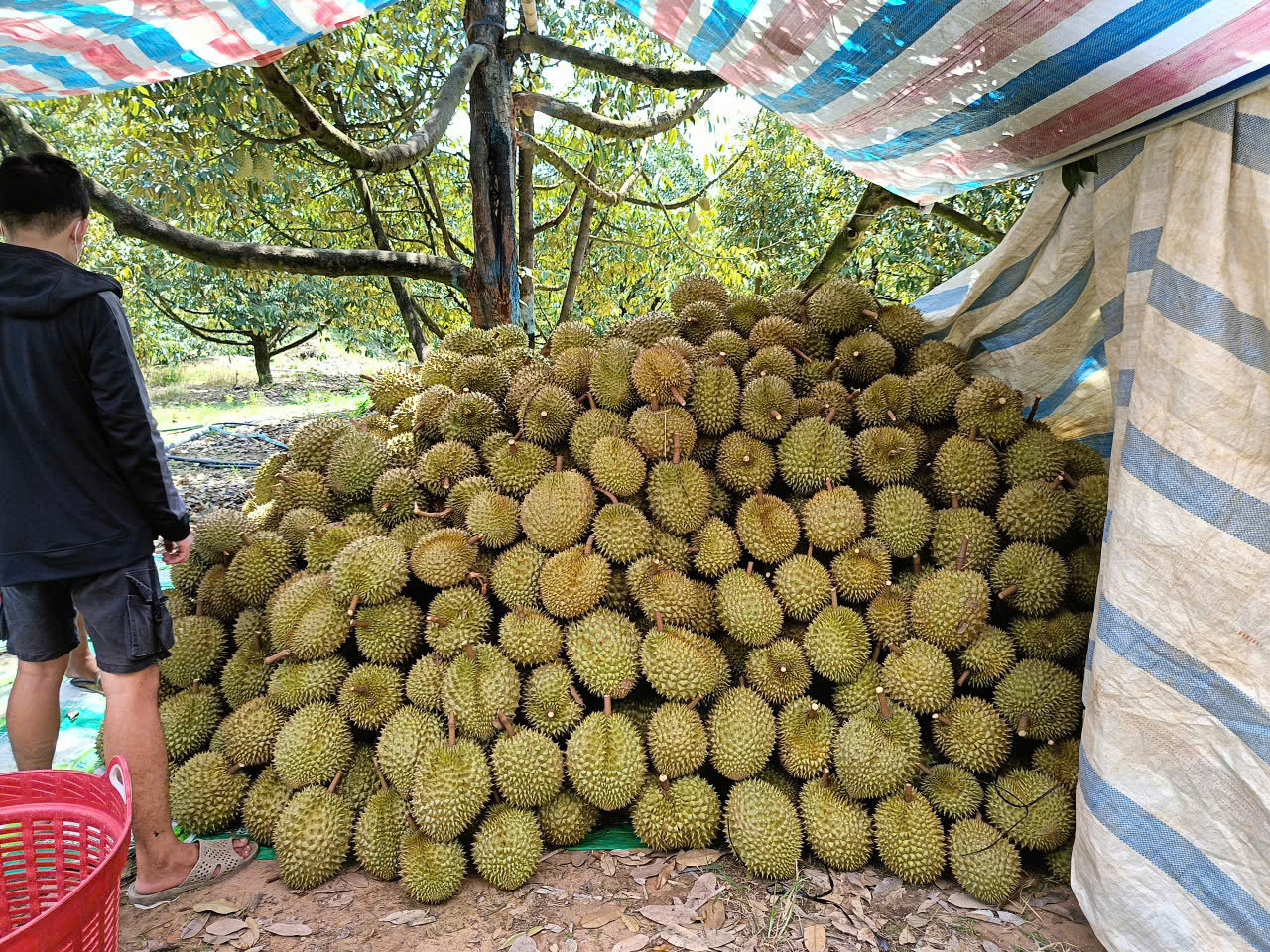 Durian harvest in Ro Mo