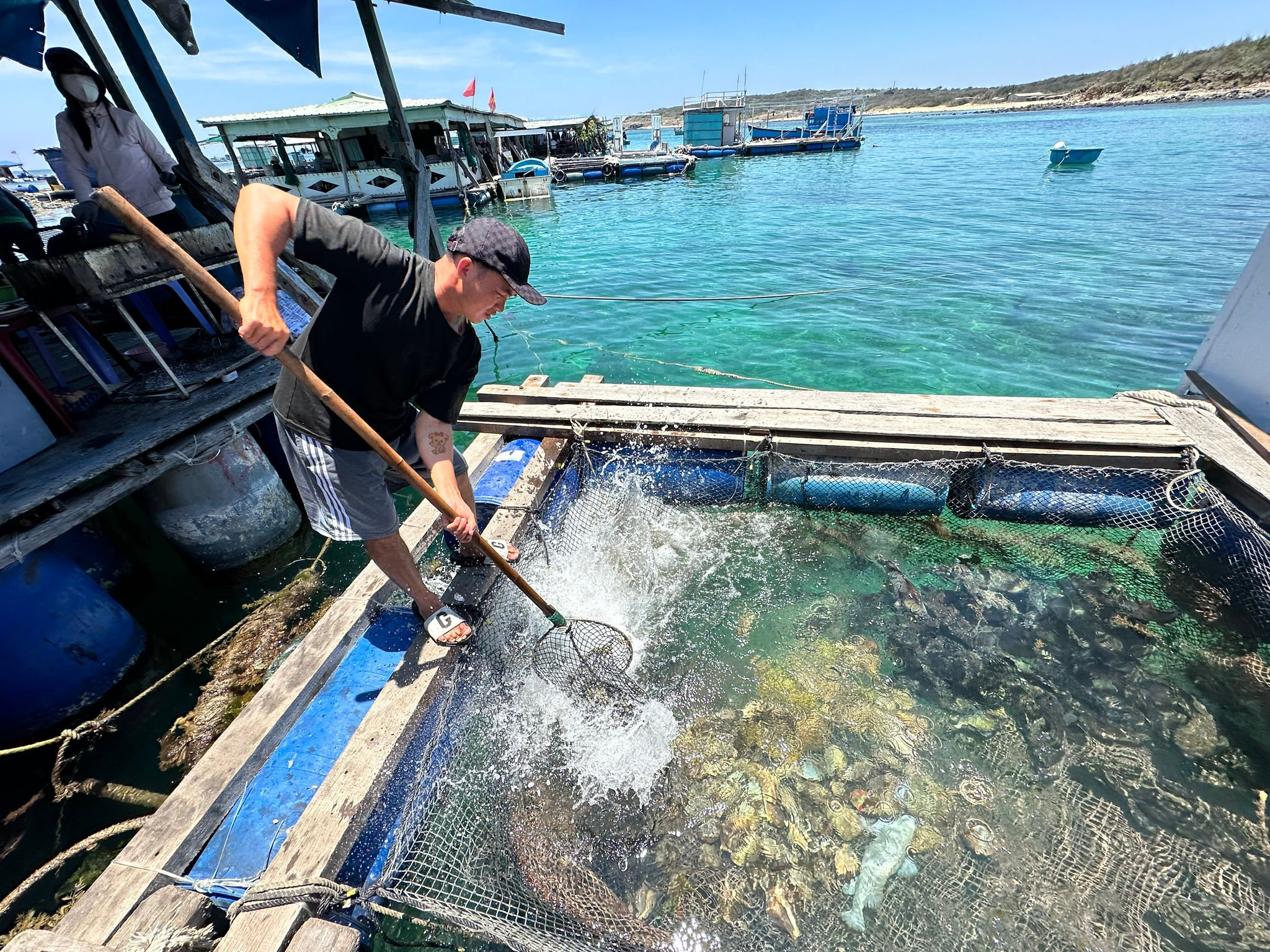 Harvesting farmed seafood in Lam Dong’s coastal waters