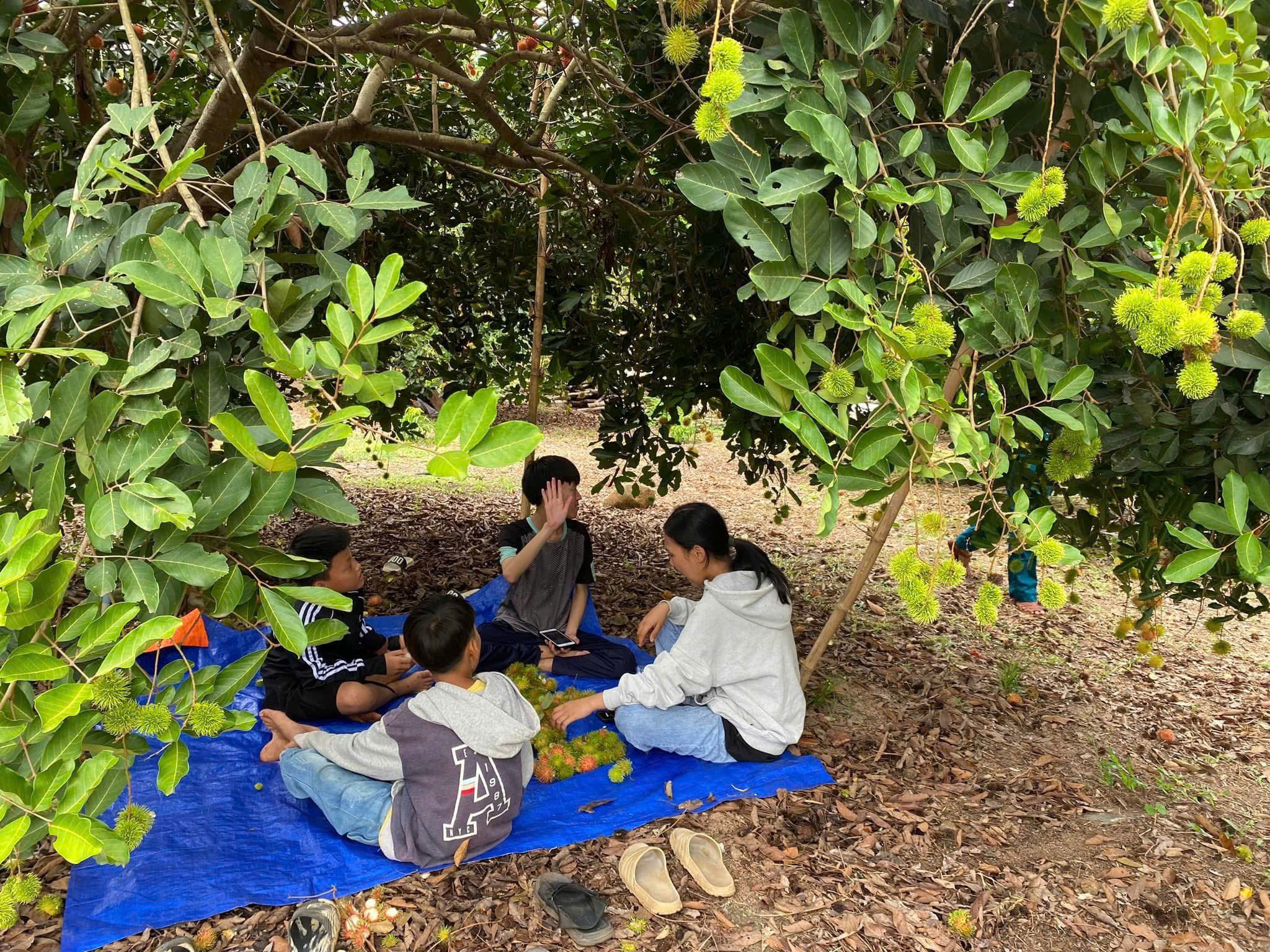 Visitors tour Doan Ngoc Sang's rambutan orchard