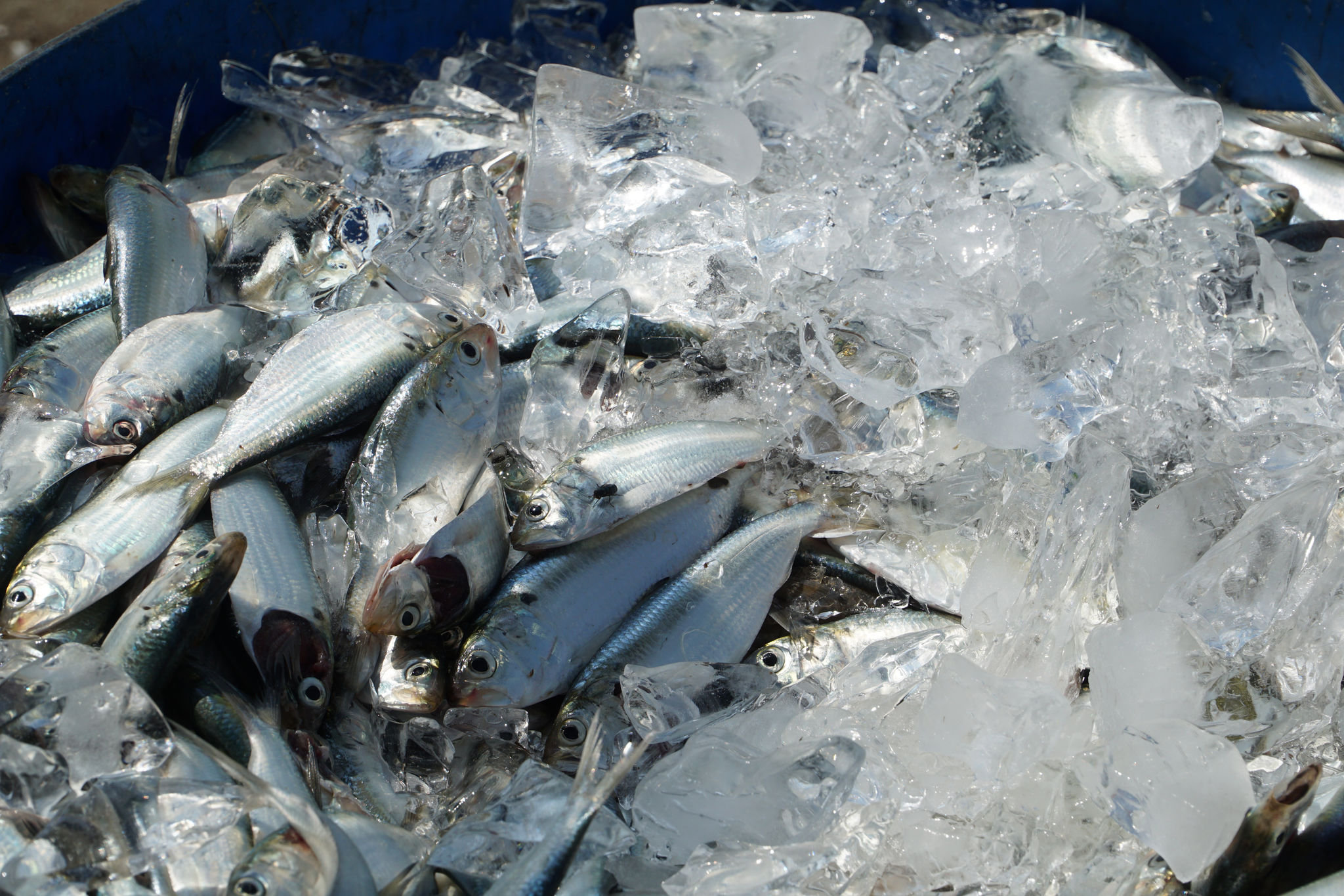 Fresh seafood on sale in Mui Ne