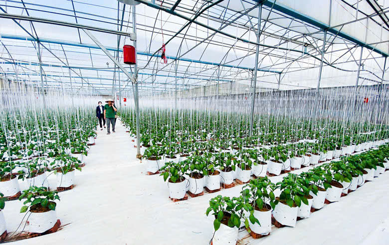 Định hướng phát triển kinh tế của xã tập trung nâng cao giá trị