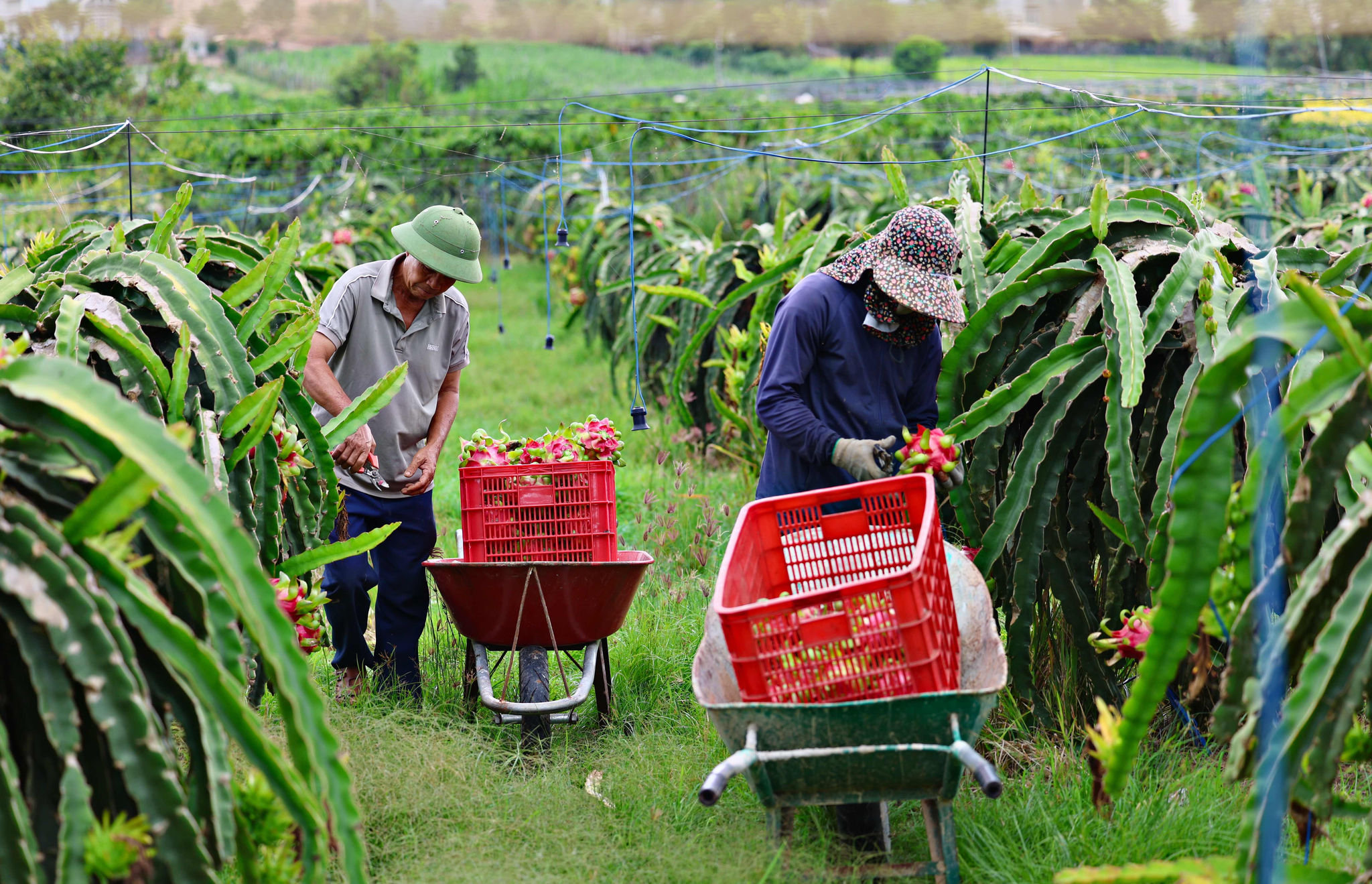 Nông sản Lâm Đồng phát triển ngày một bền vững, tăng thêm thu nhập cho người nông dân