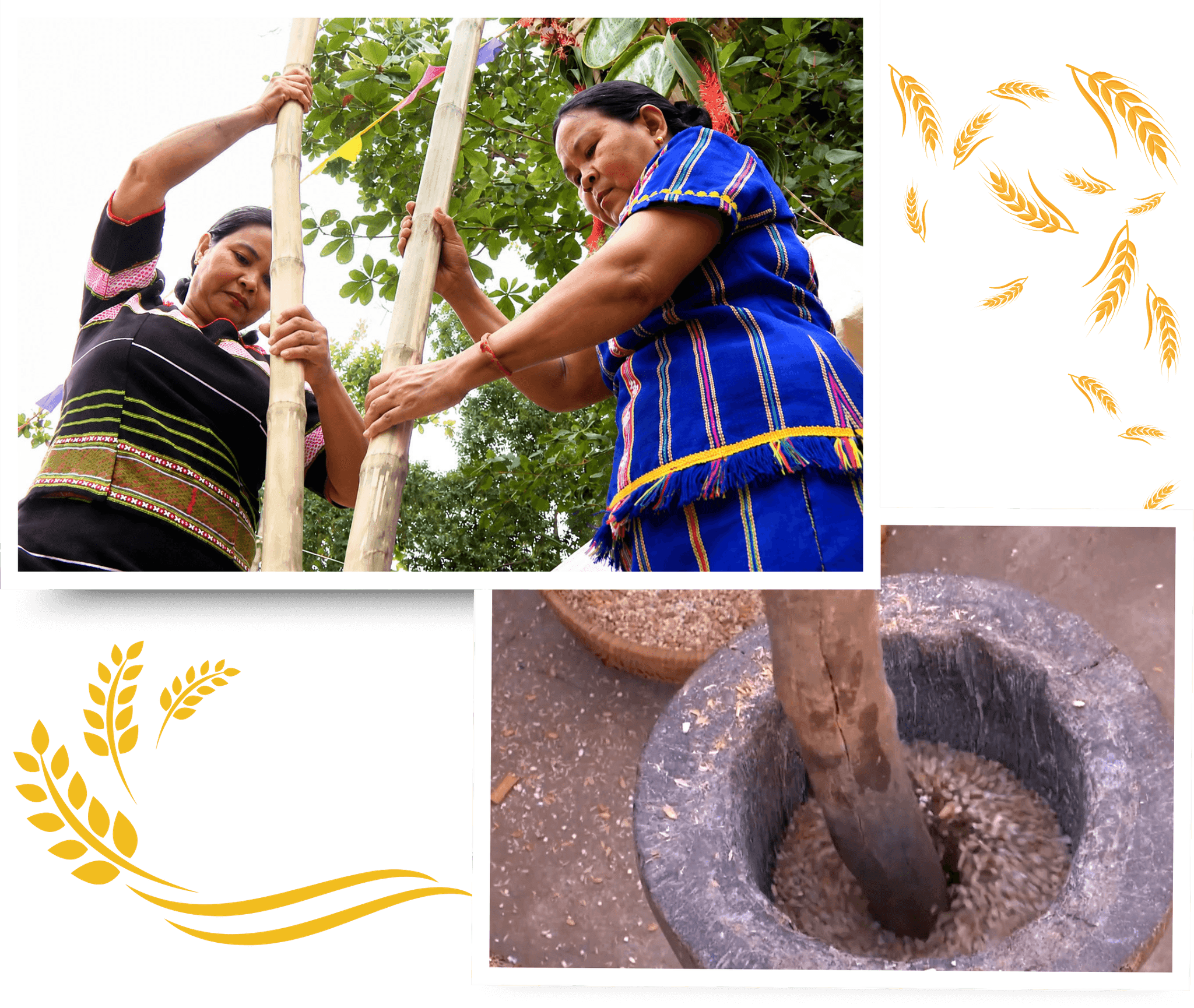 After the traditional mother rice reaches maturity, Raglai people in the highland commune of Phan Son hand-thresh the grains, dry them under the sun, pound them into rice, and then begin the fermentation process to brew their traditional jar wine.