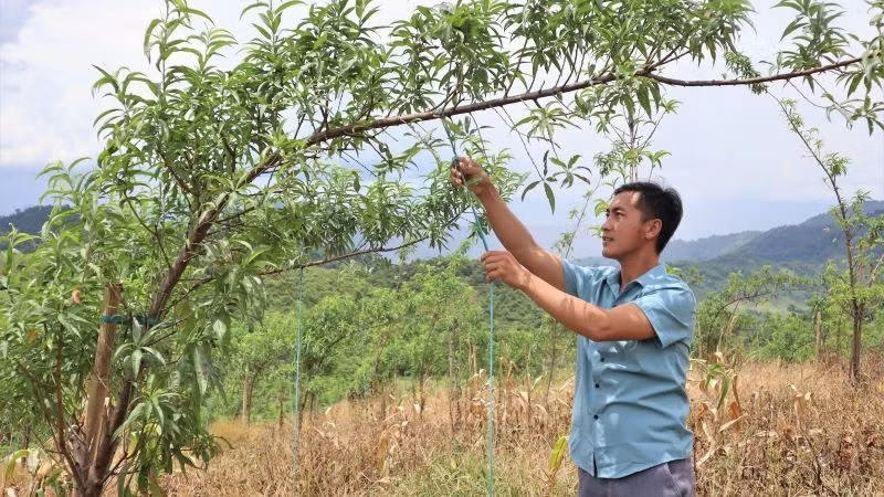 Đồng chí Lầu Bá Pó, Bí thư Chi bộ bản Tổng Khư chăm sóc vườn đào cảnh của gia đình. 22.jpg