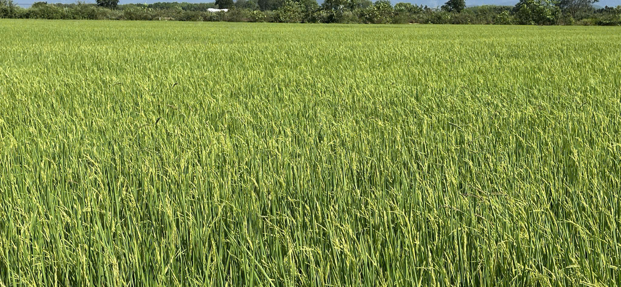 Liên kết sản xuất lúa ở Nam Thành