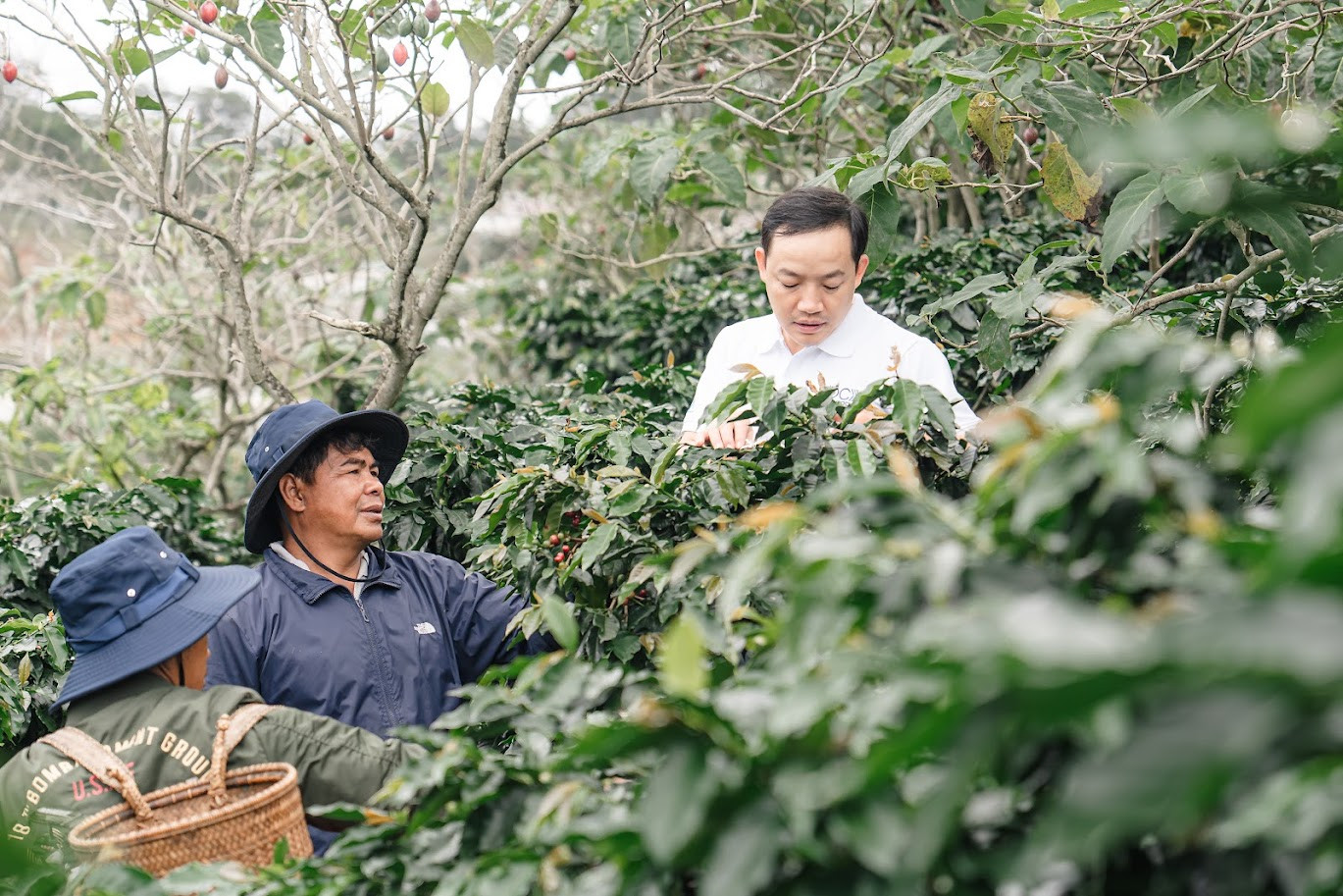 Nhiều vùng nguyên liệu cà phê trong tỉnh đang chuyển mình trước “cánh cửa” EUDR